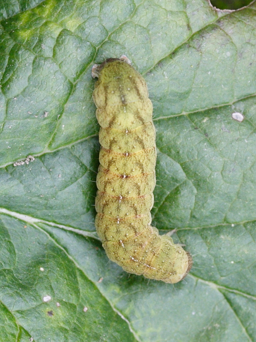 phlogophora_meticulosa_ch3md