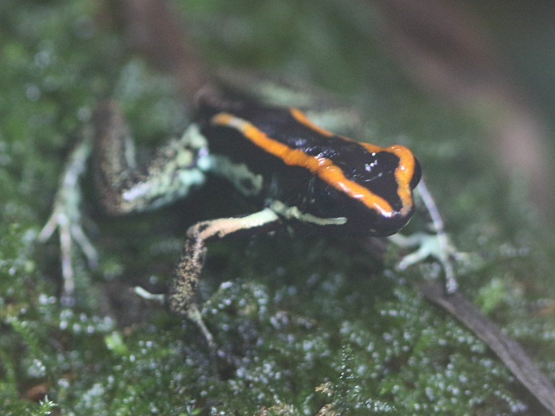 phyllobates_vittatus4bd