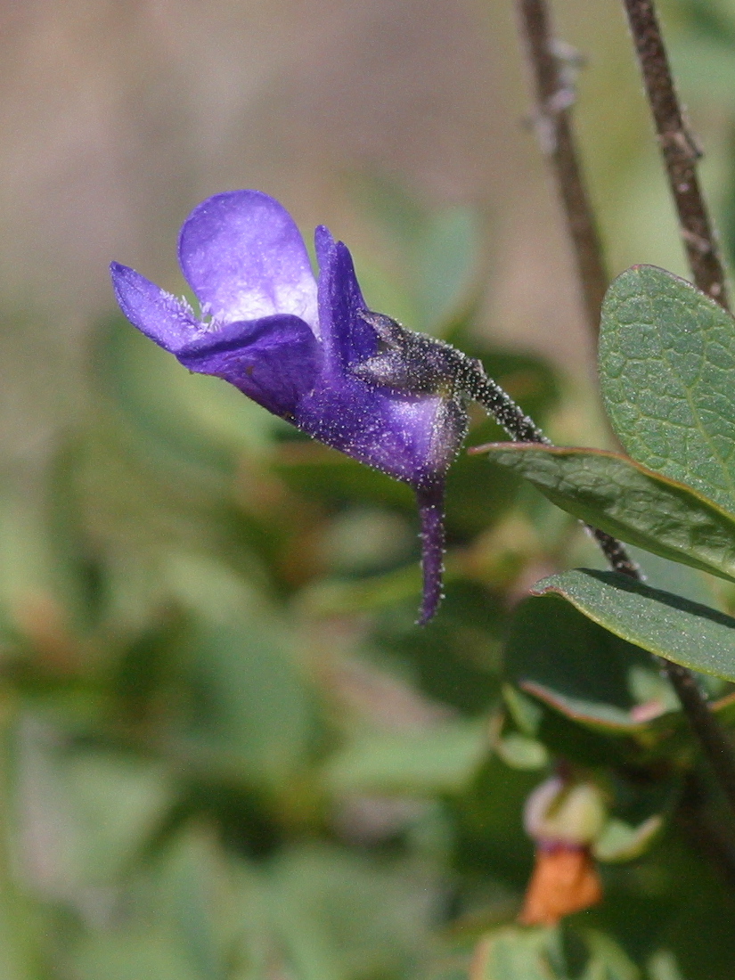 Afficher le média pinguicula_vulgaris4md pinguicula_vulgaris4md