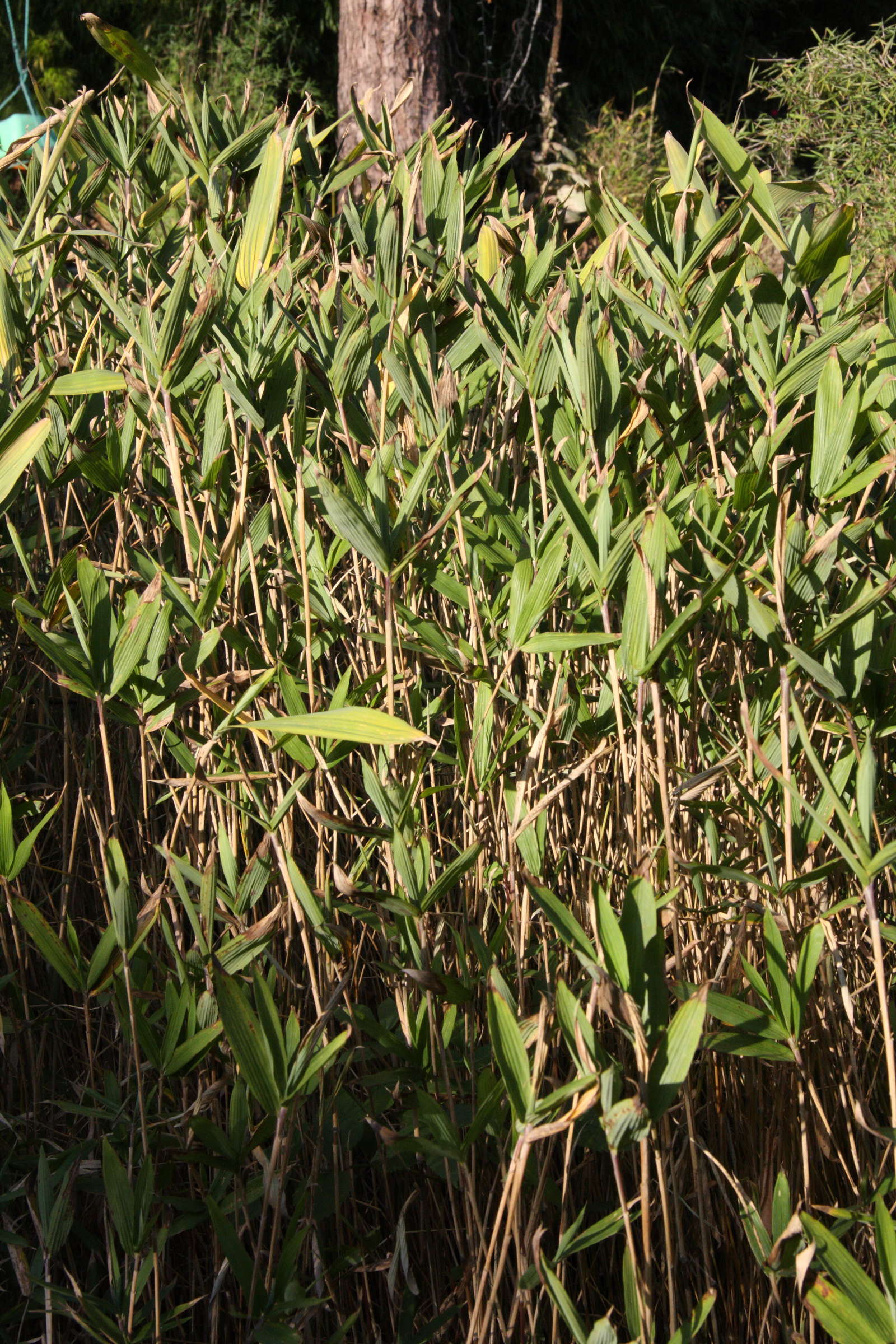 pleioblastus_distichus5md