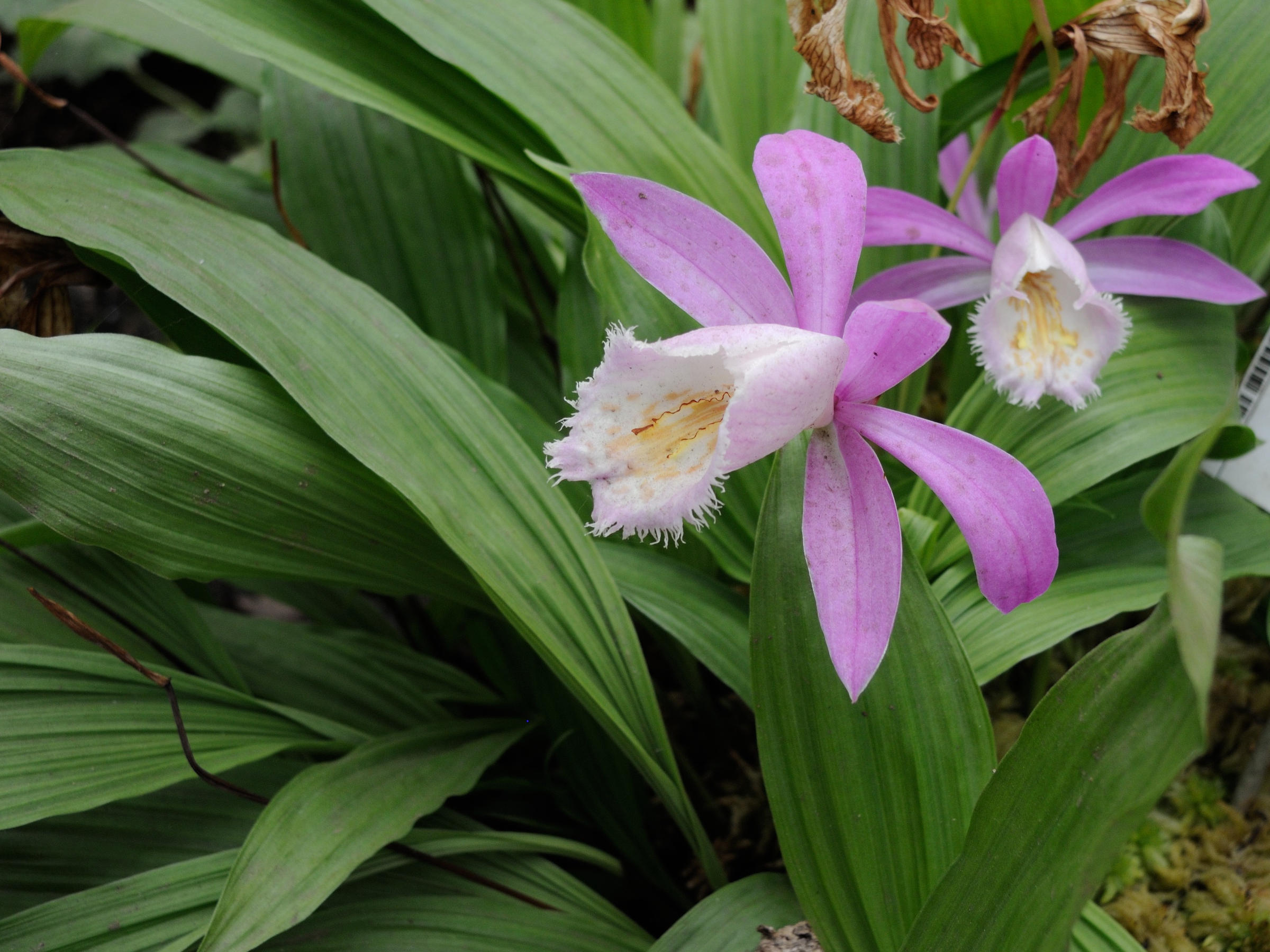 pleione_formosana1md
