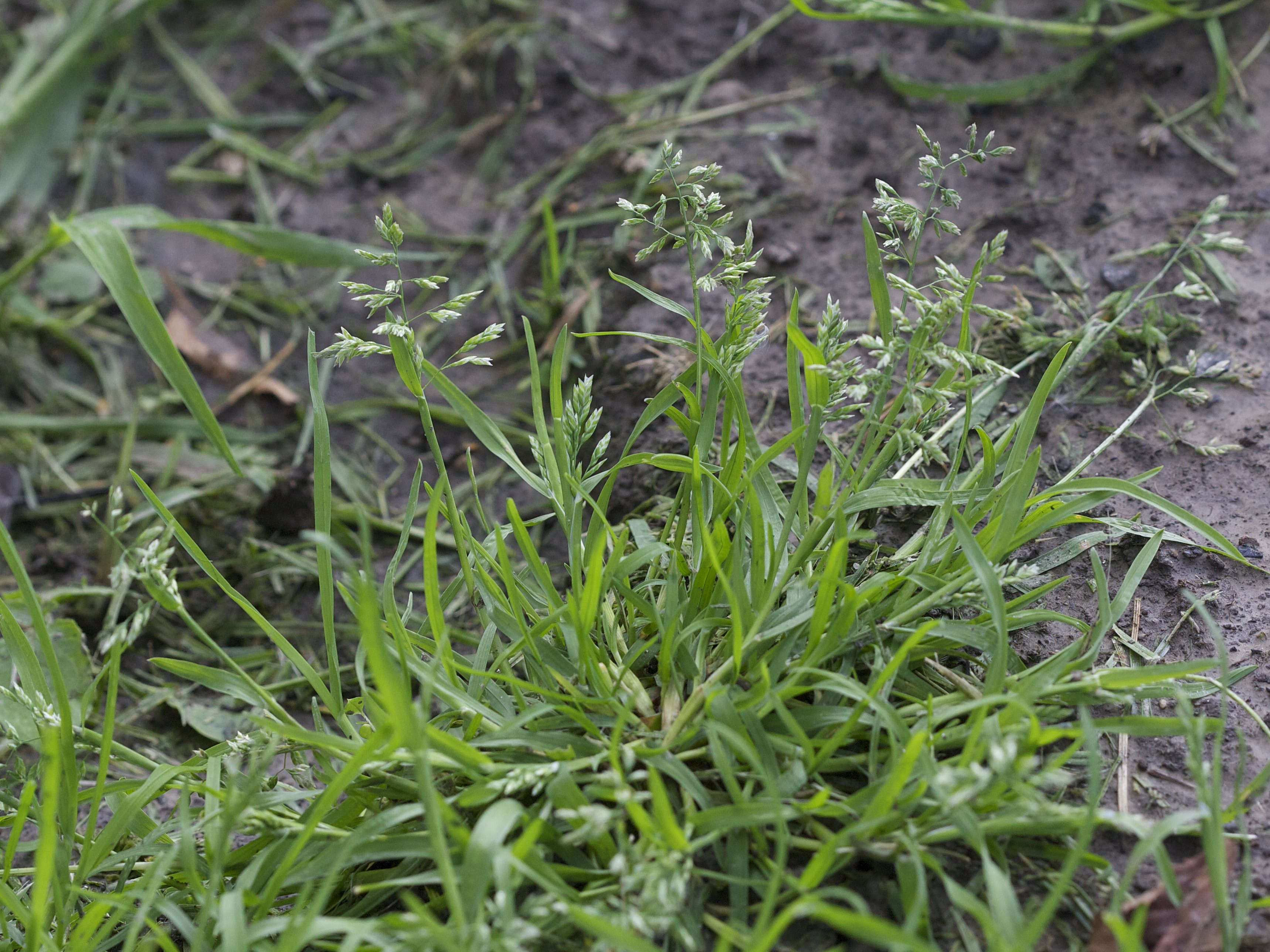 poa_annua1md