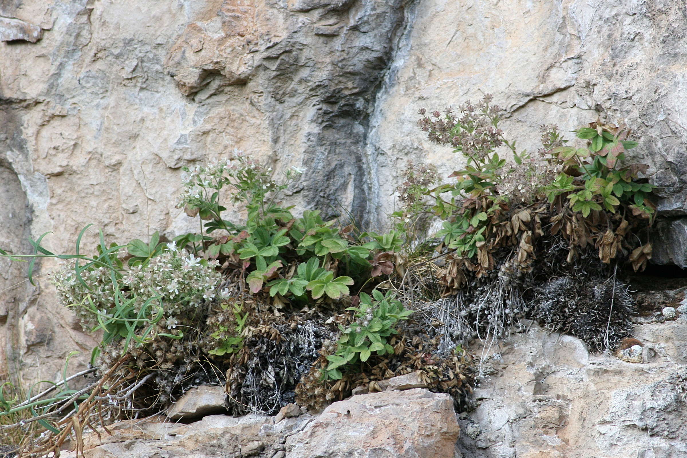 potentilla_caulescens4bd