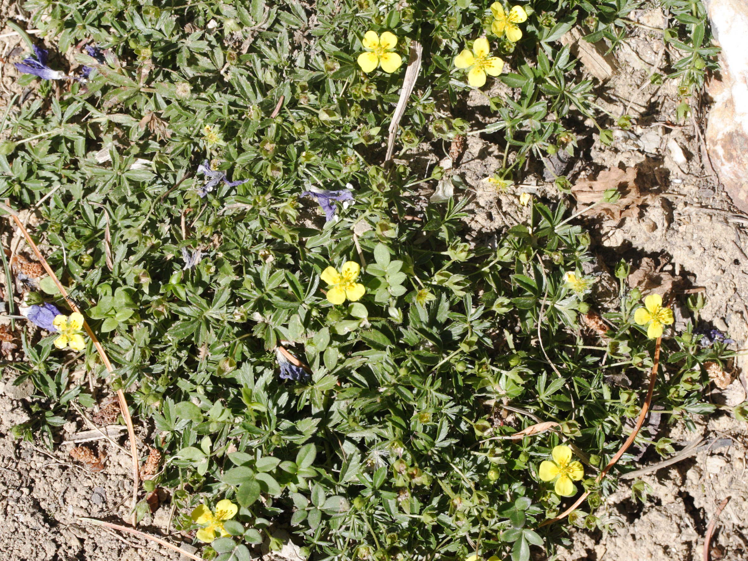 potentilla_erecta_herminii1md