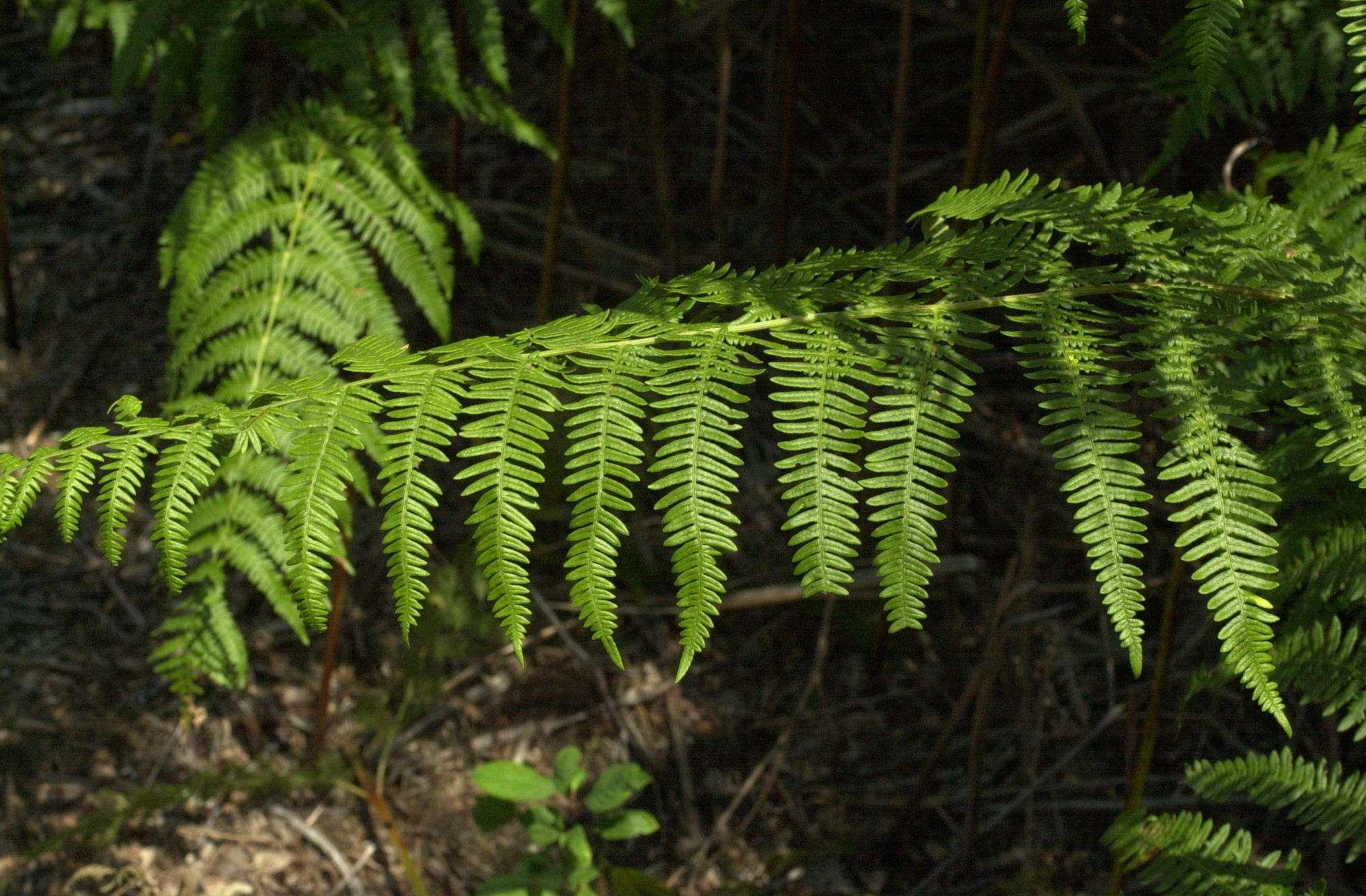 pteridium_aquilinum2md