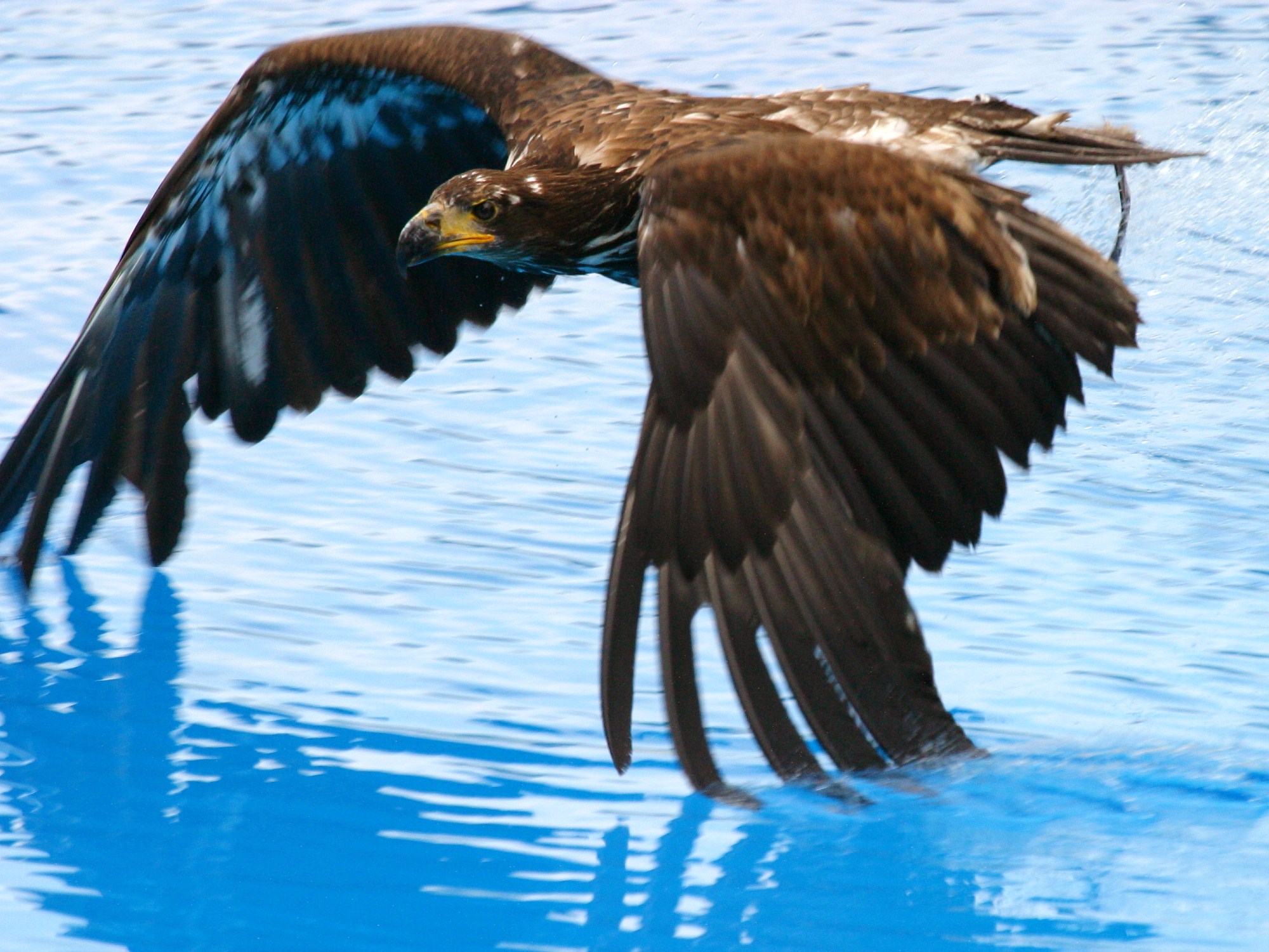 Afficher le média pygargue_a_tete_blanche_-_haliaeetus_leucocephalus3bd pygargue_a_tete_blanche_-_haliaeetus_leucocephalus3bd