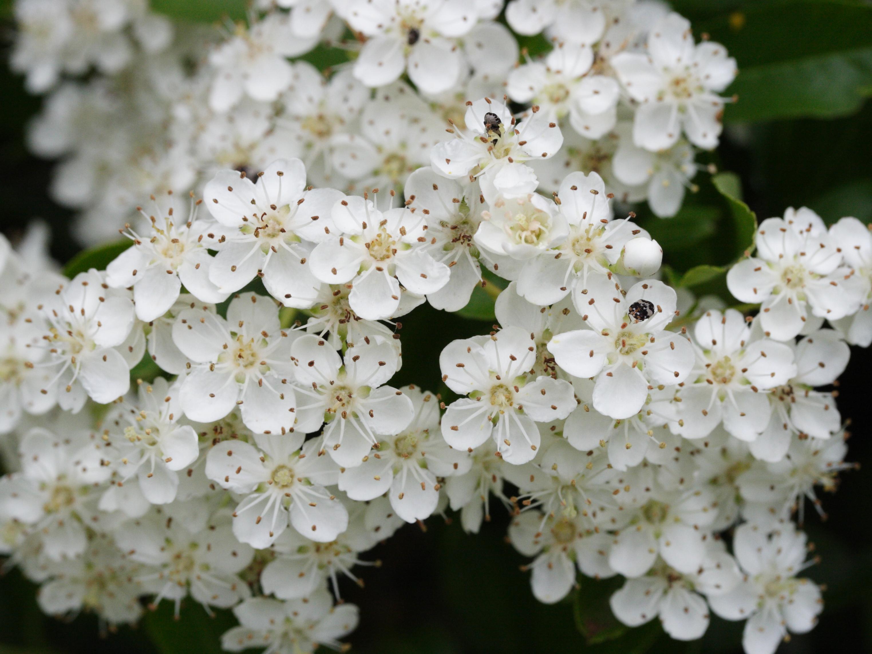 pyracantha_pauciflora2md