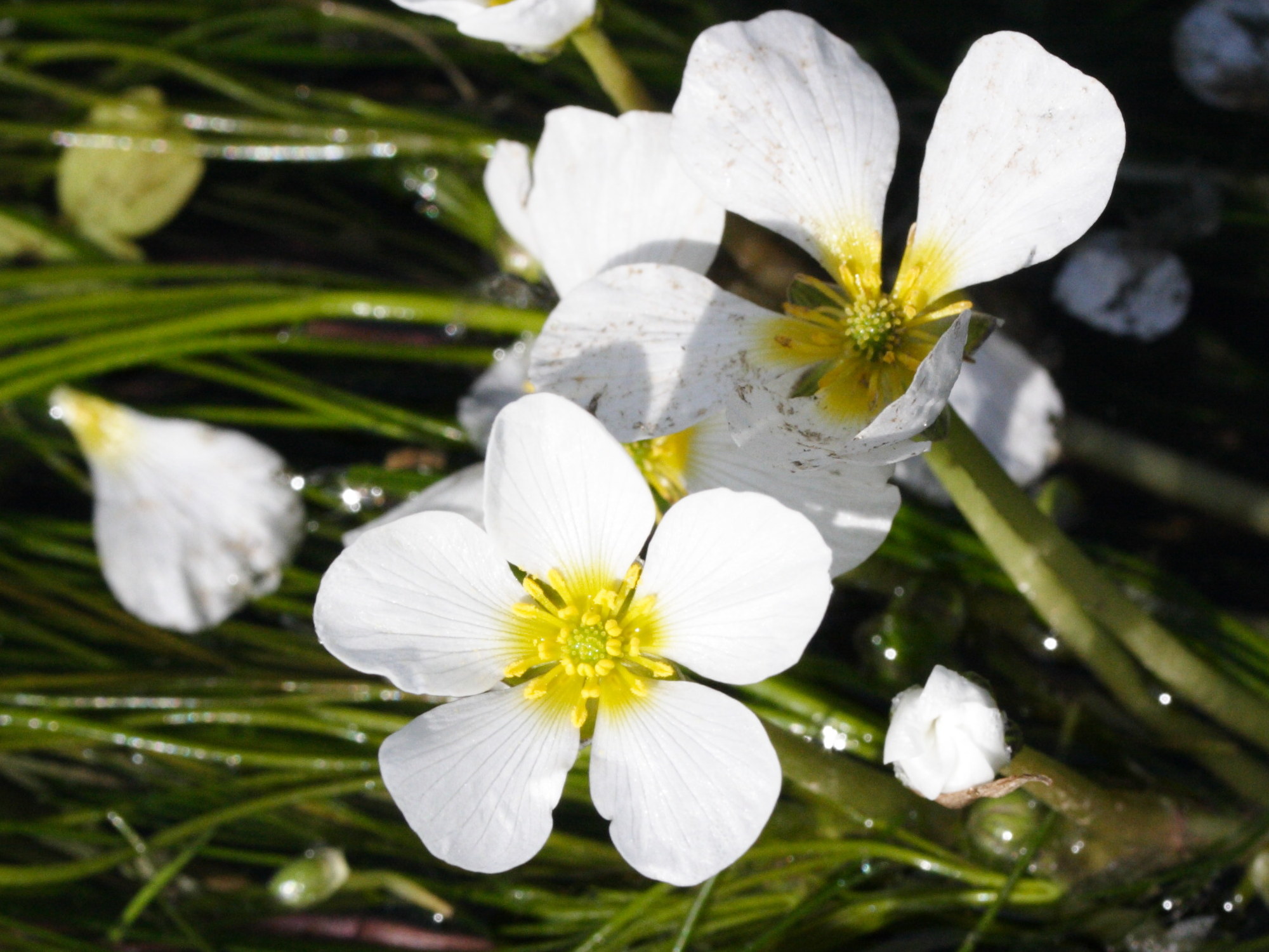 Afficher le média ranunculus_fluitans2md ranunculus_fluitans2md