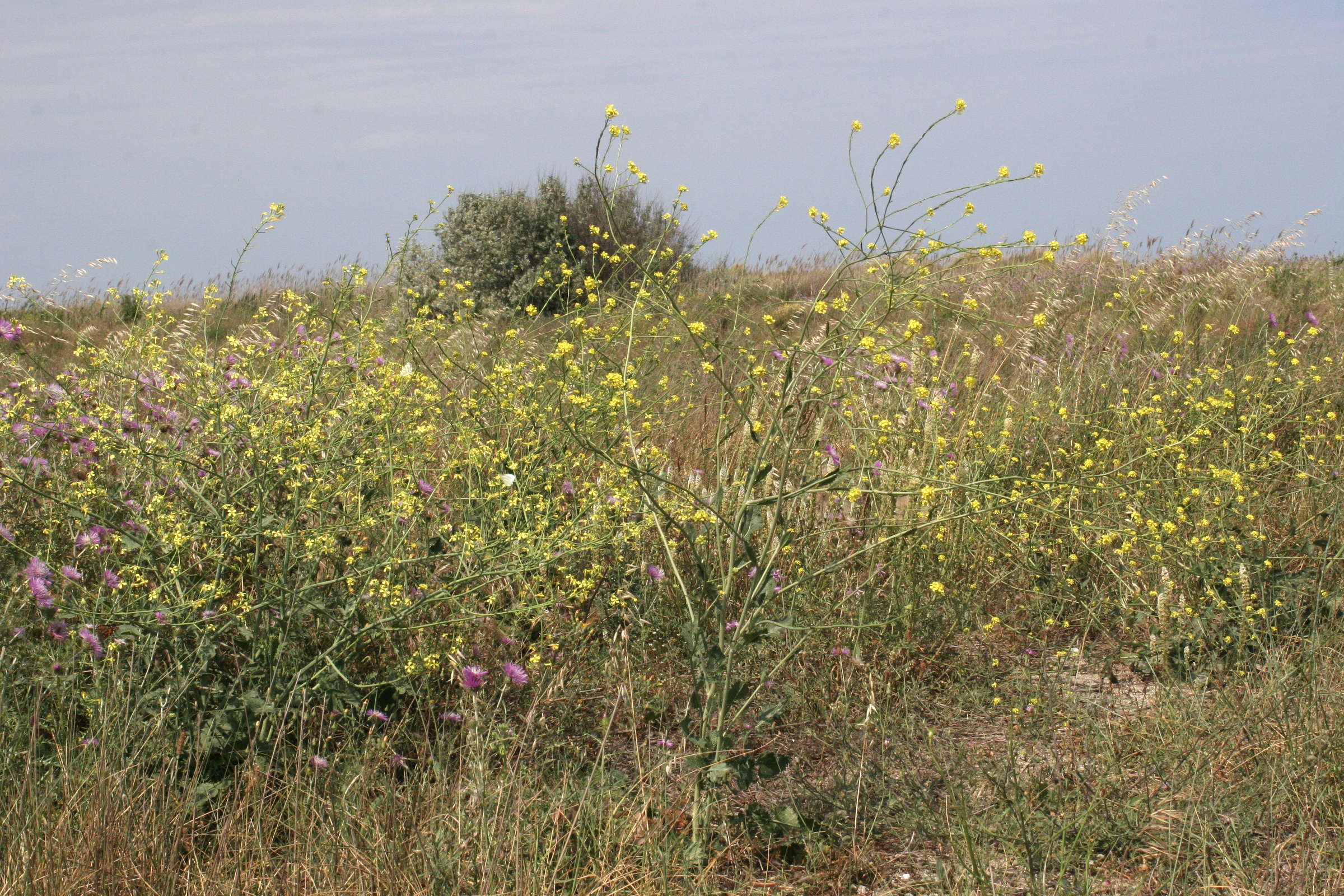 Afficher le média raphanus_raphanistrum_landra1md raphanus_raphanistrum_landra1md