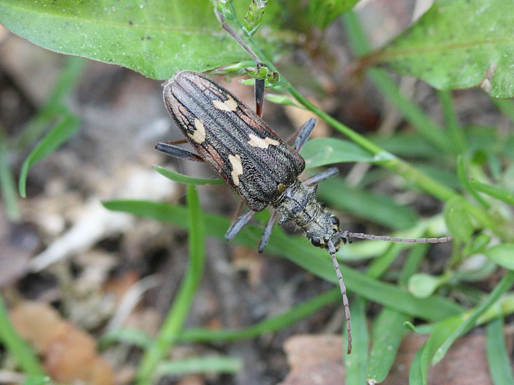 rhagium_bifasciatum2md