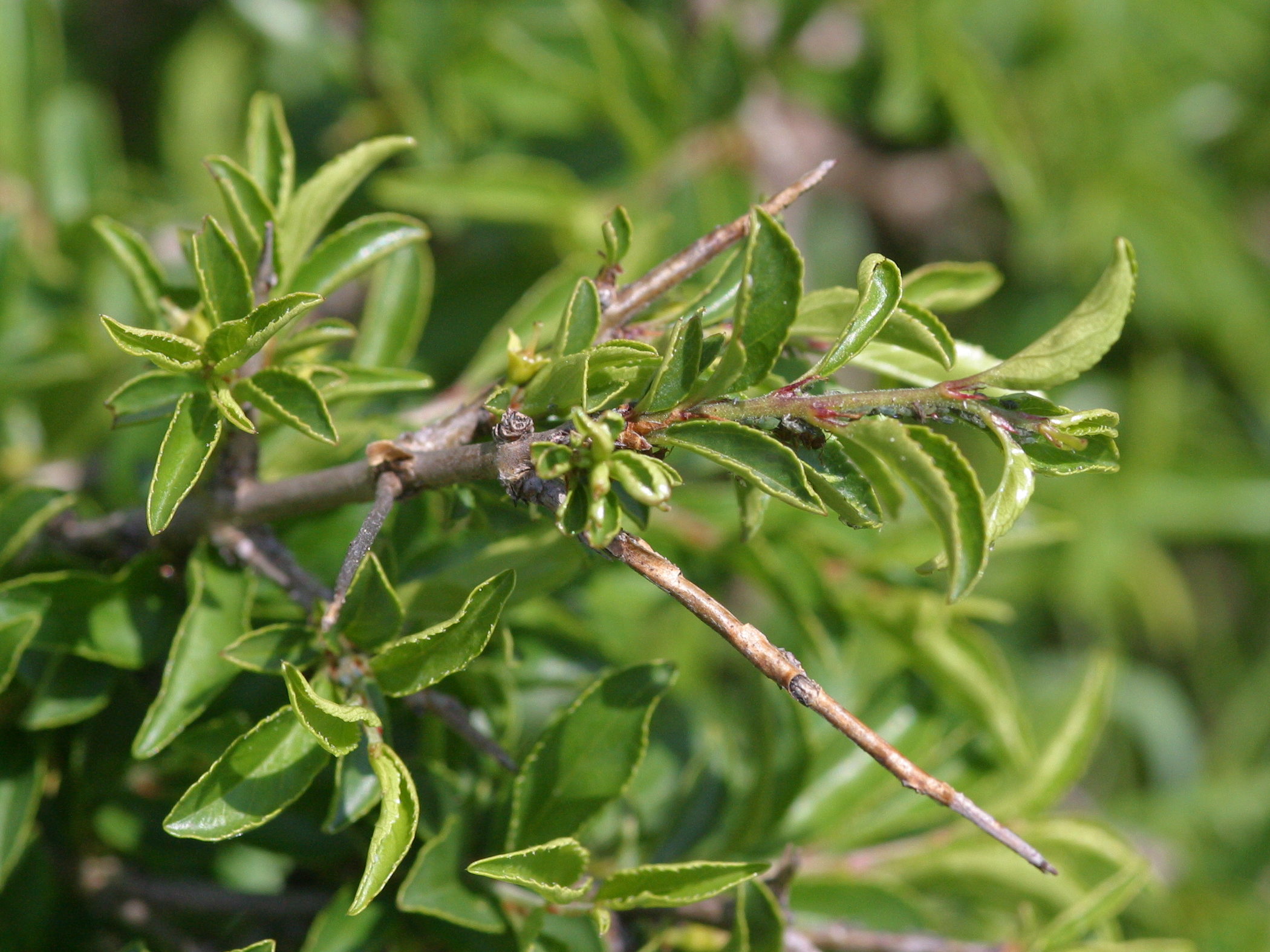 rhamnus_saxatilis2md