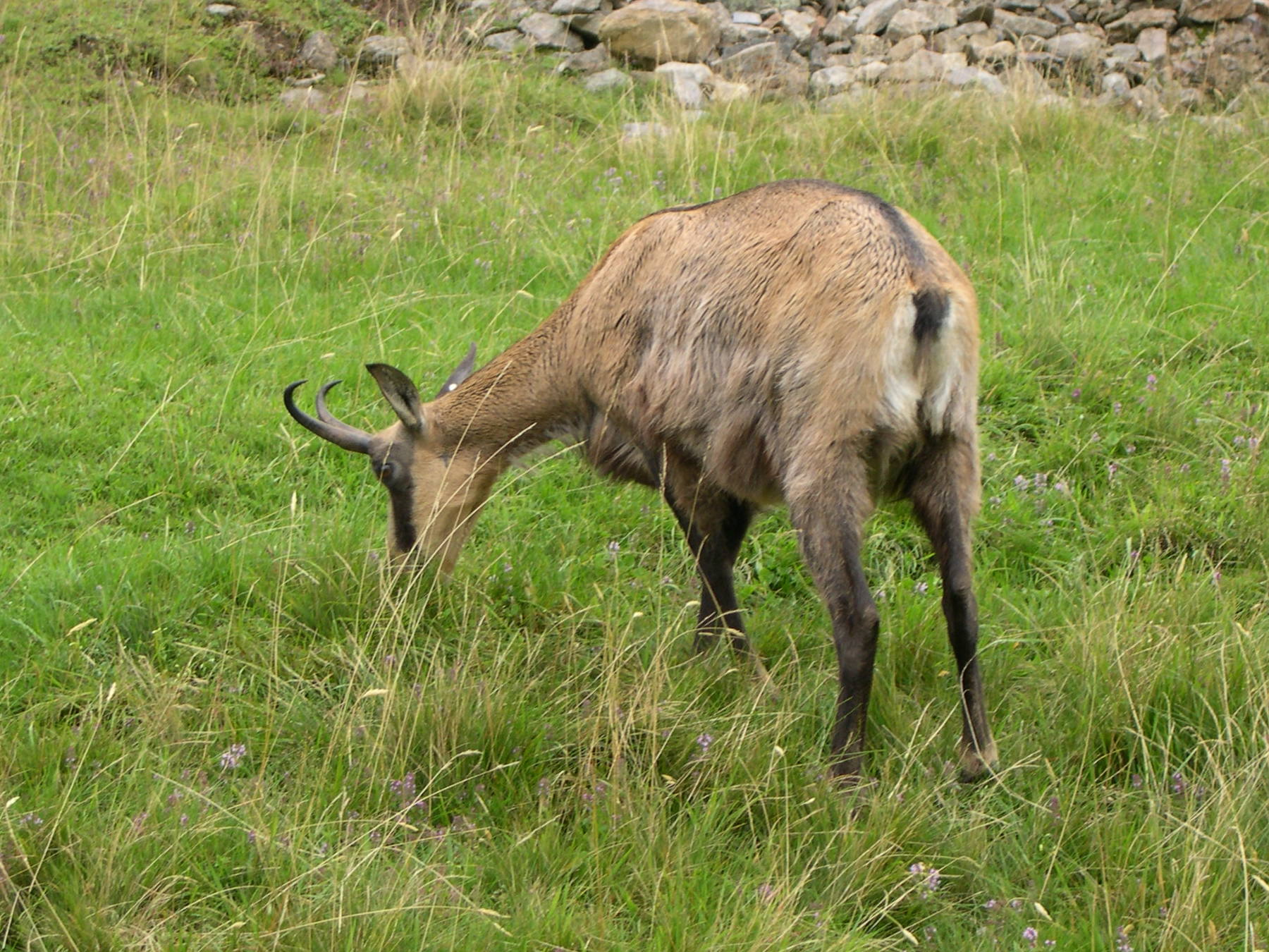 rupicapra_rupicapra4md