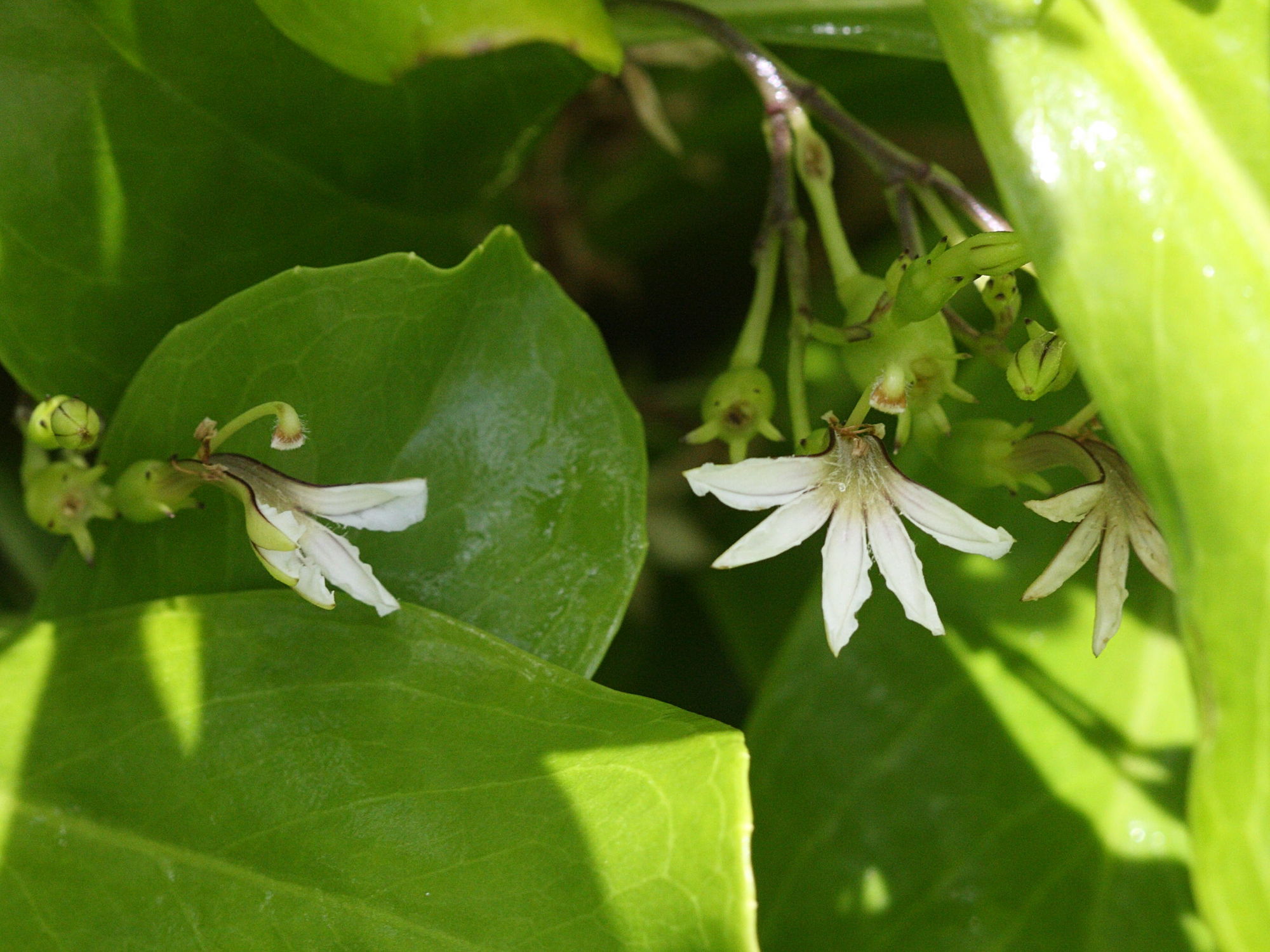 scaevola_plumieri3md