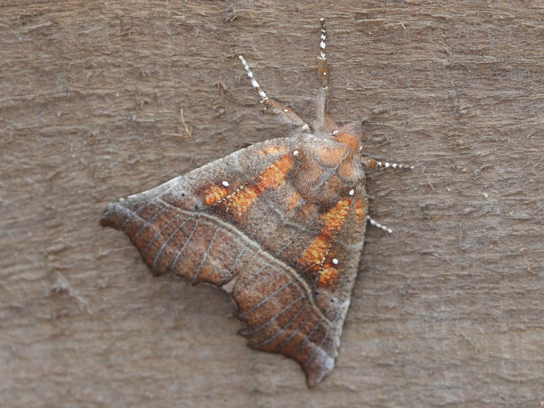 scoliopteryx_libatrix2md