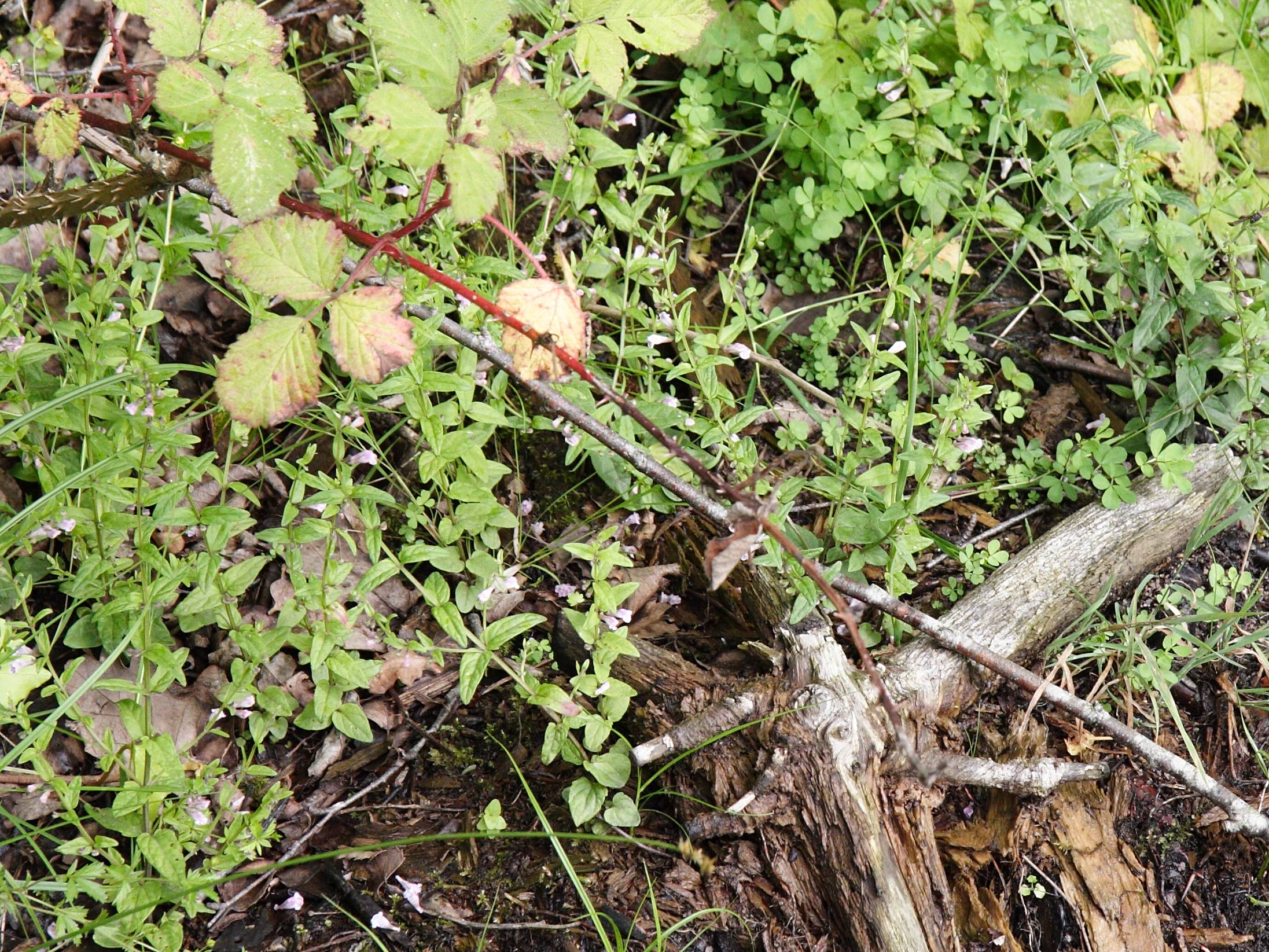 scutellaria_galericulata1md