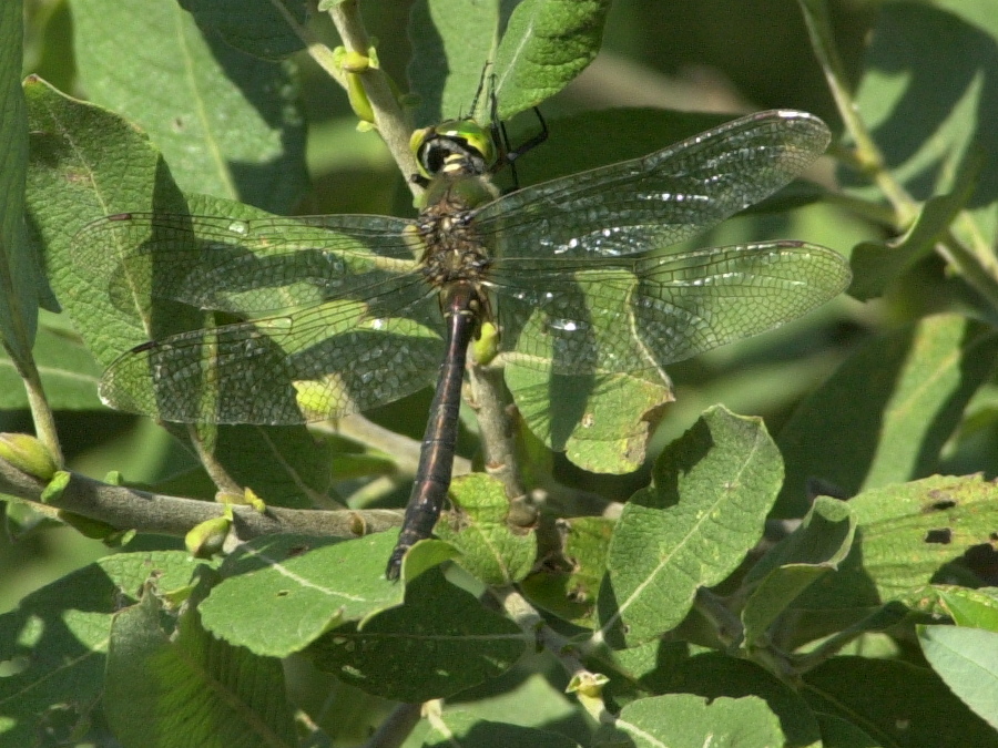 somatochlora_metallica1bmd