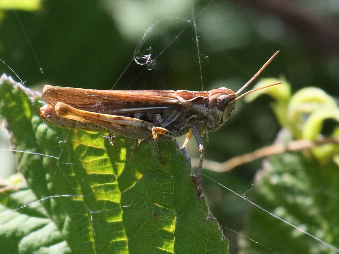 stenobothrus_lineatus4bd