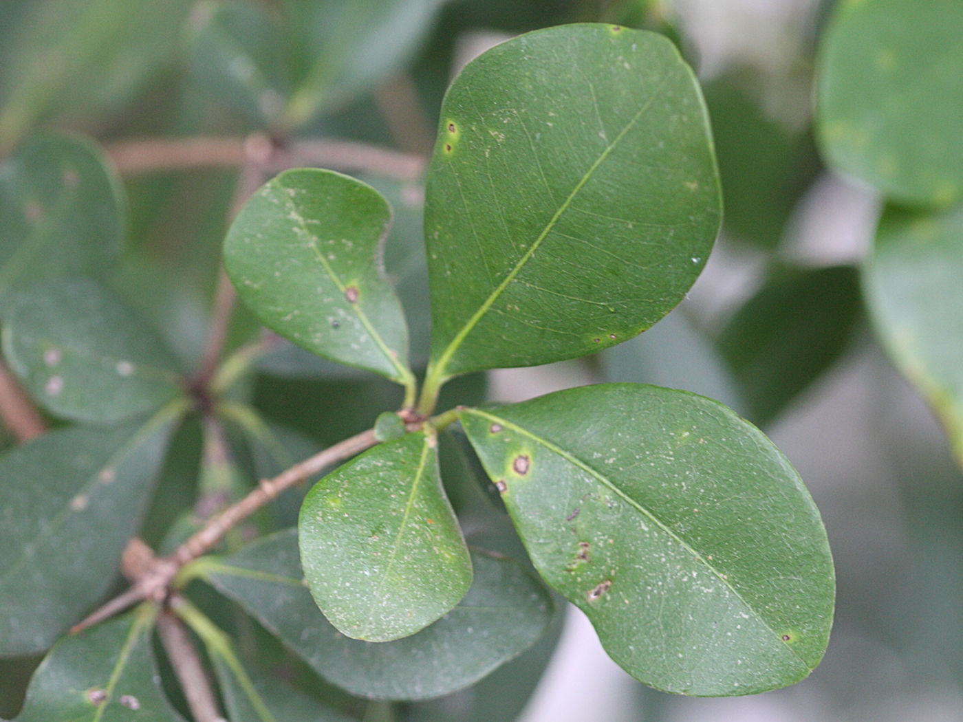 Afficher le média Terminalia_bellirica Terminalia_bellirica