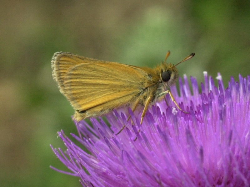 thymelicus_lineolus2md