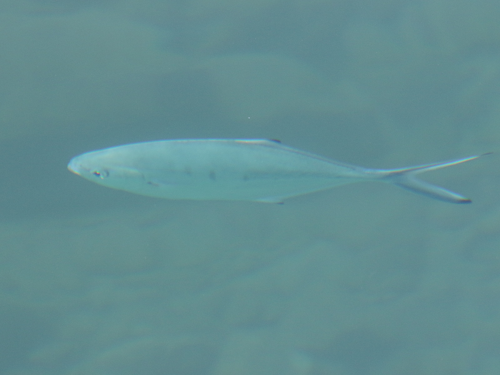 trachynotus_ovatus1bd