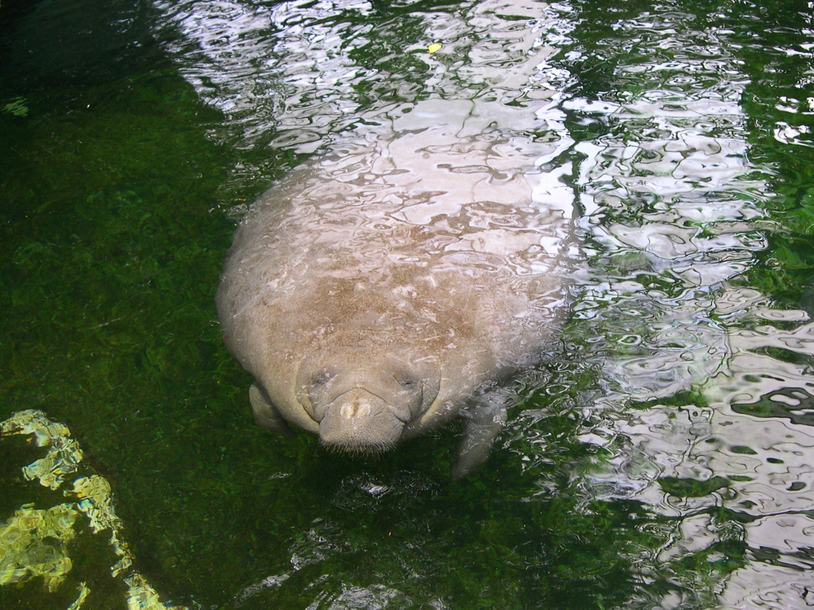 Afficher le média trichechus_manatus3md trichechus_manatus3md