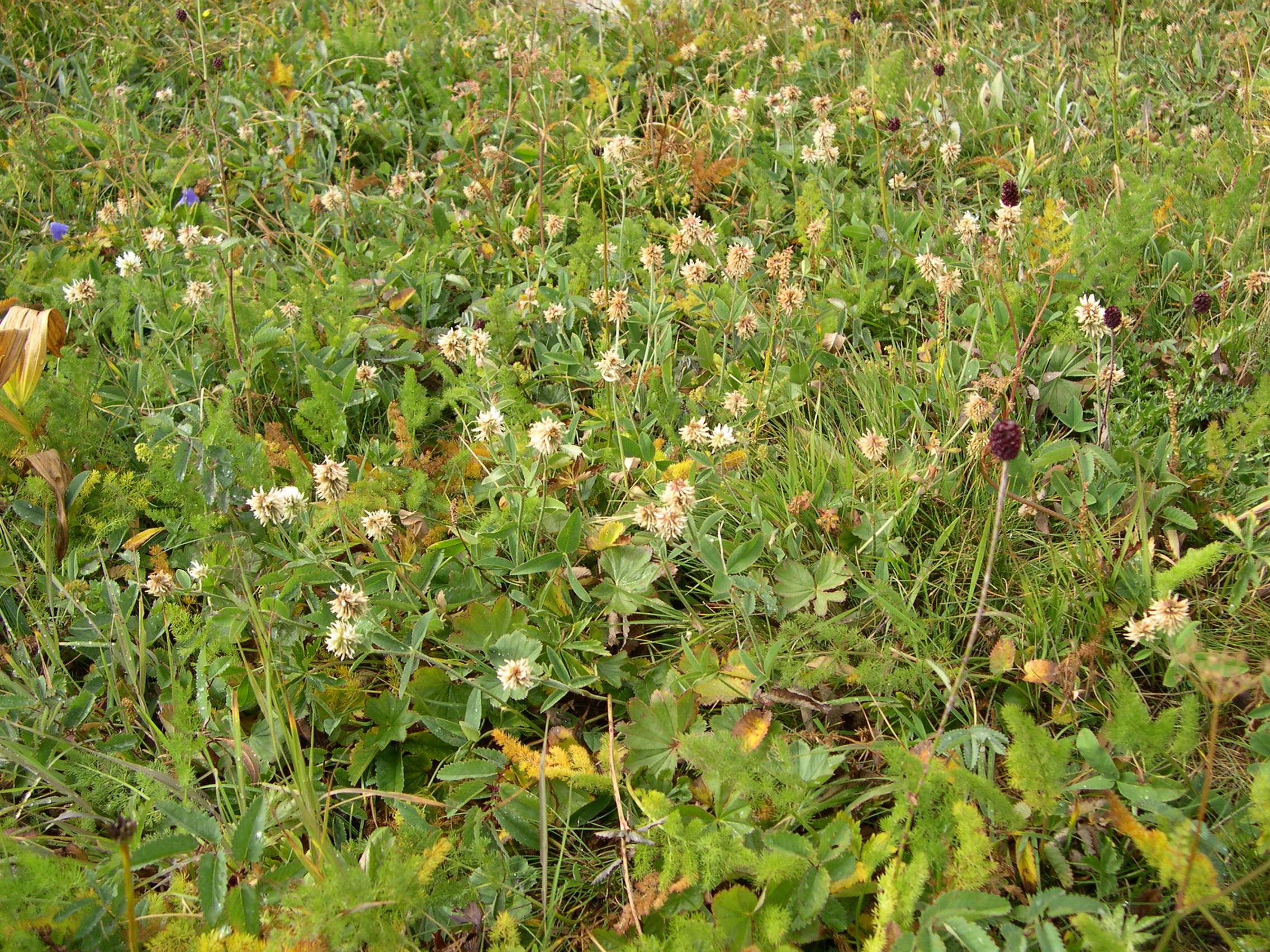 trifolium_montanum1md