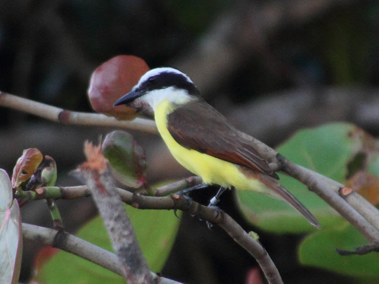 tyran_quiquivi_-_pitangus_sulphuratus3md