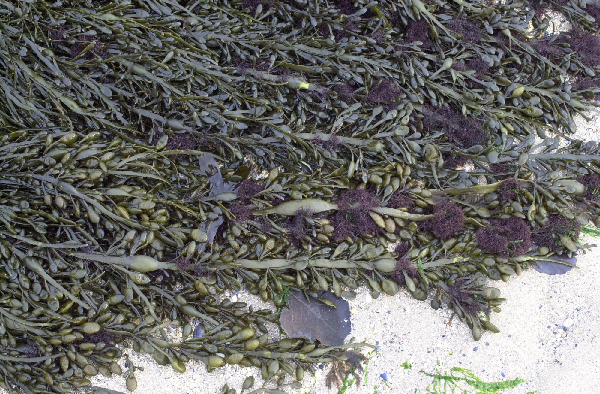 vertebrata_lanosa1md