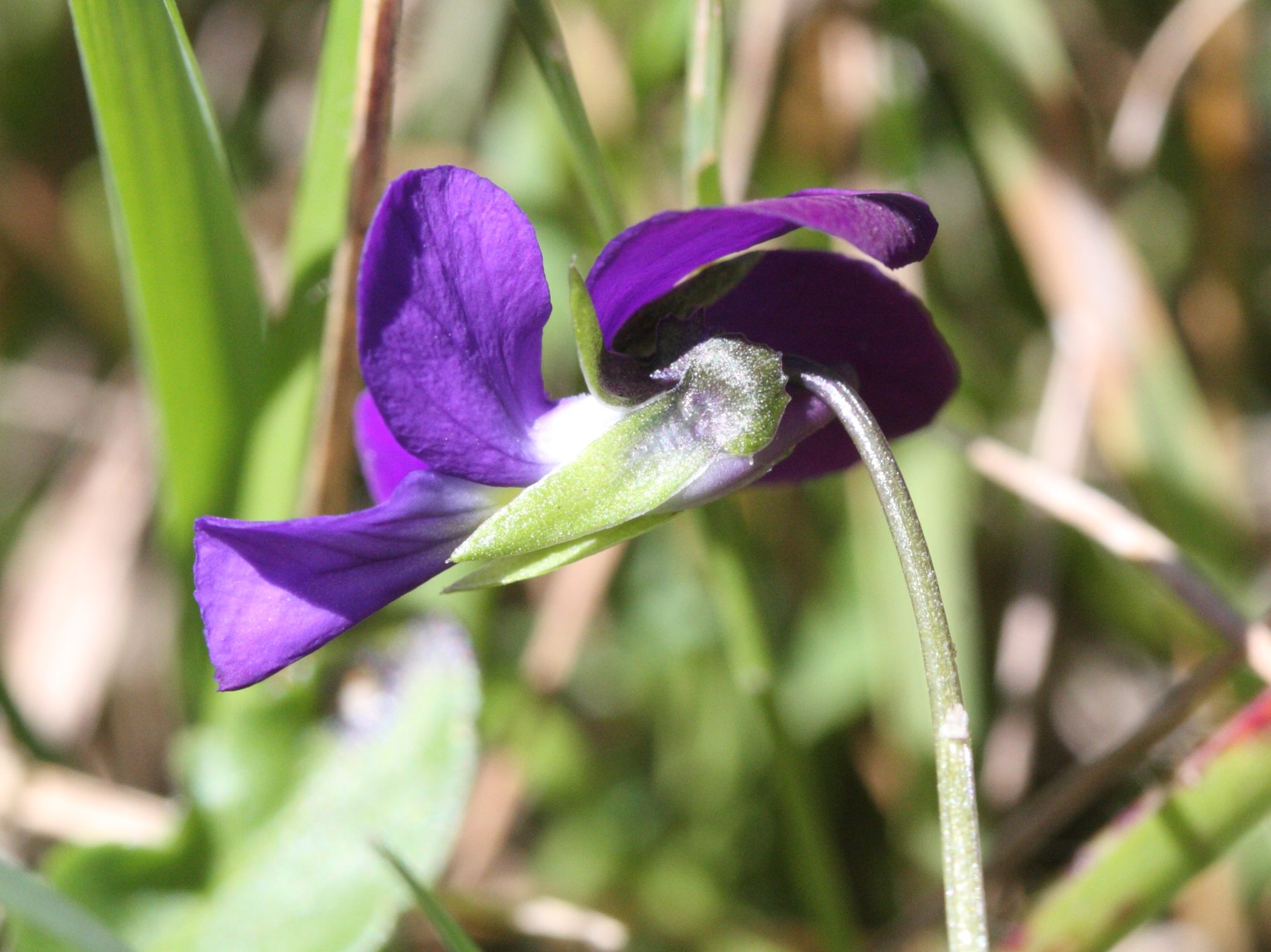 Viola_tricolor