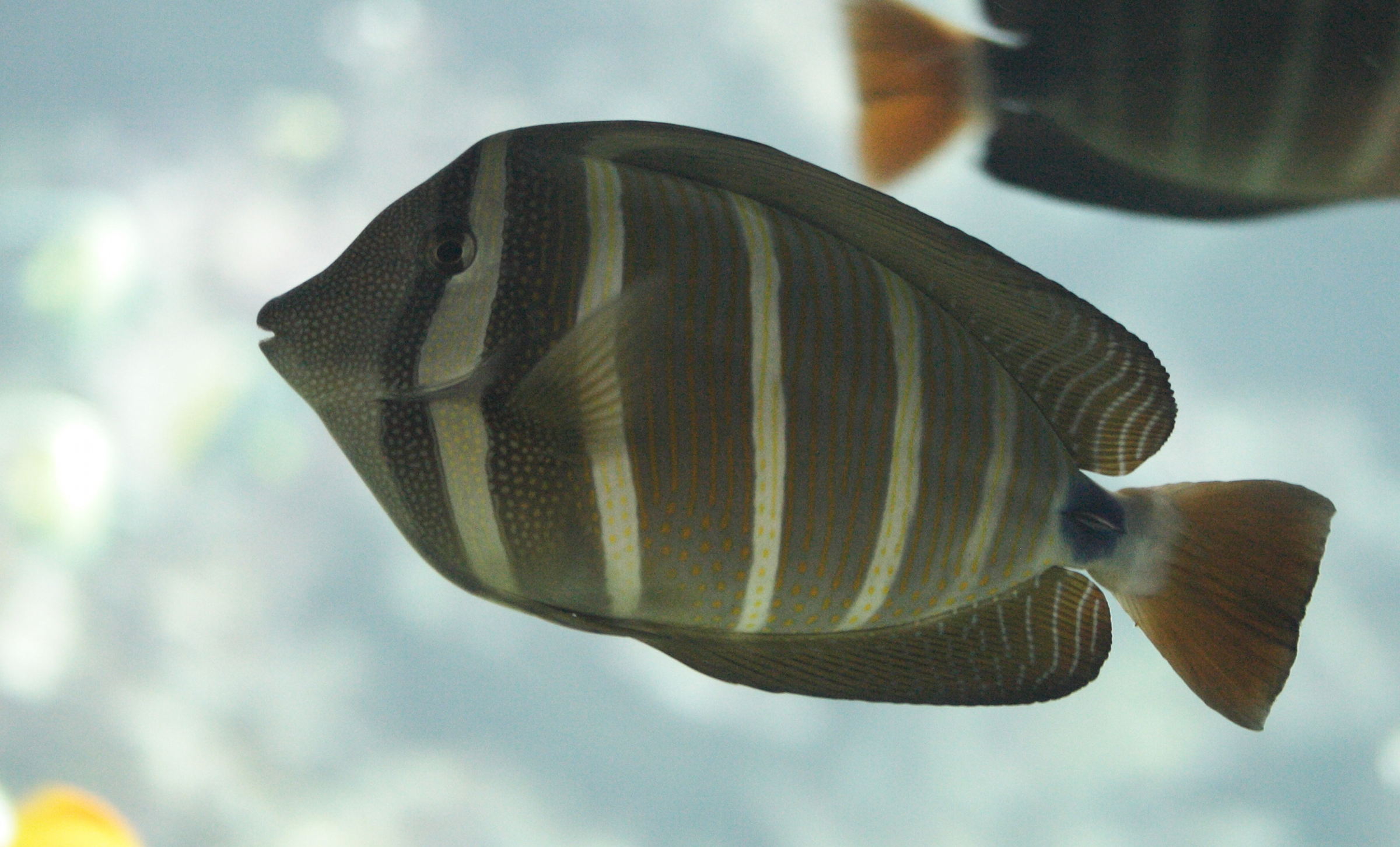 zebrasoma_veliferum3md