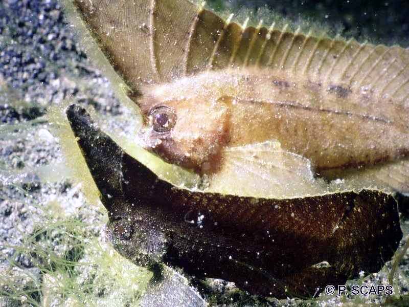 Afficher le média ablabys_taenianotus1ps ablabys_taenianotus1ps