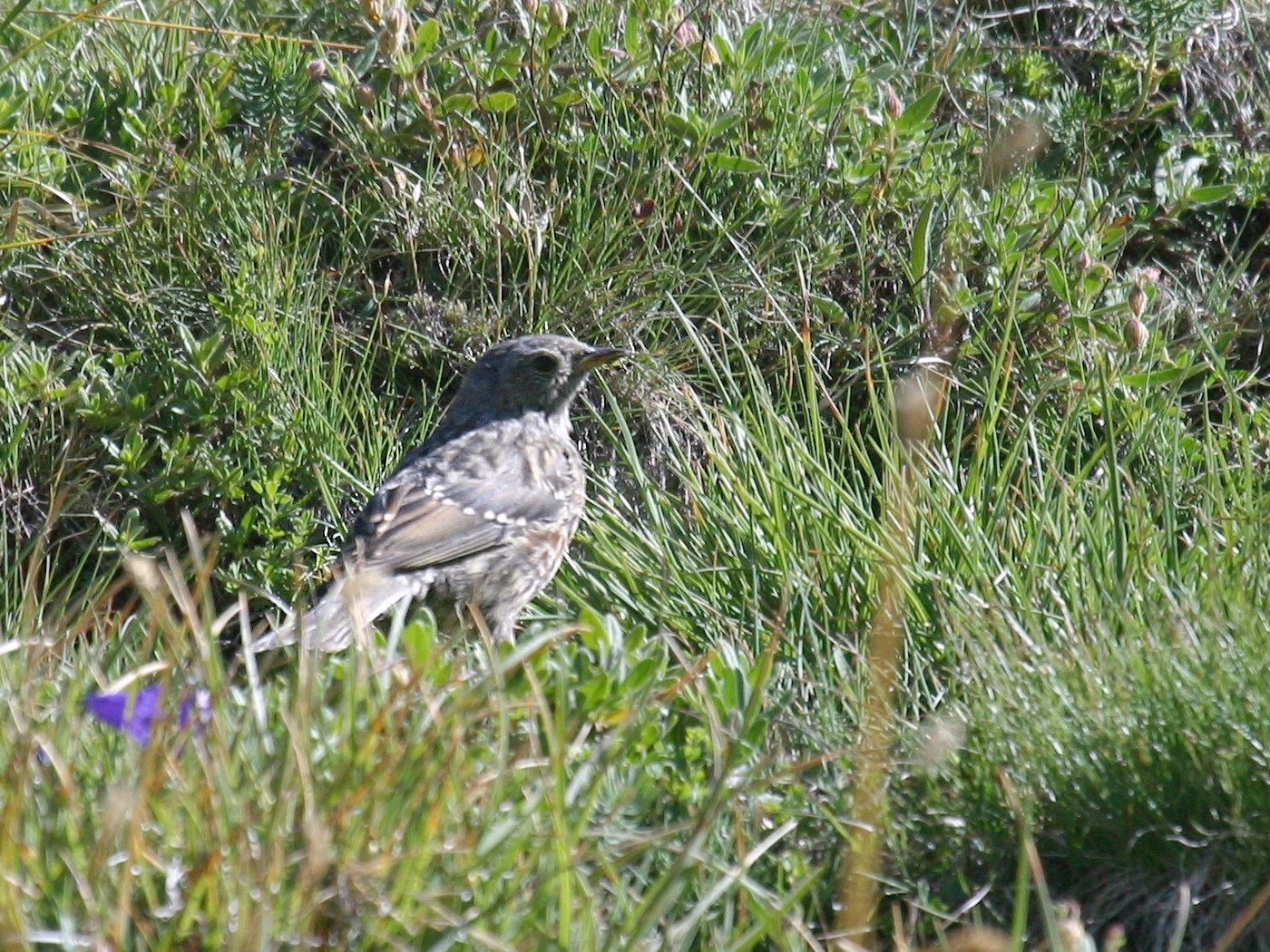 accenteur_alpin_-_prunella_collaris3bd