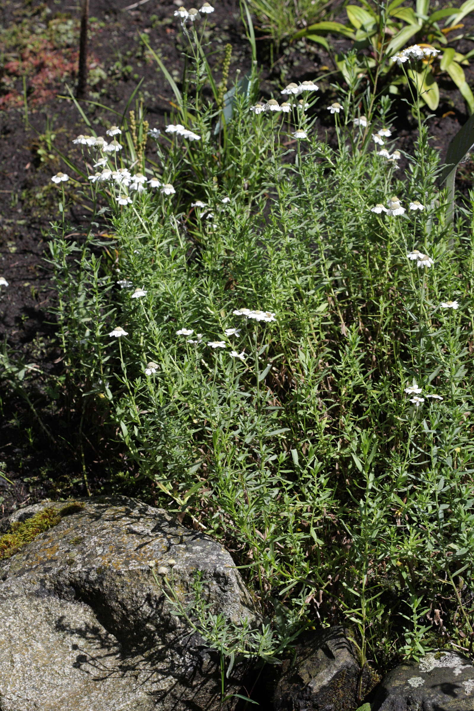 achillea_ptarmica_pyrenaica1bd