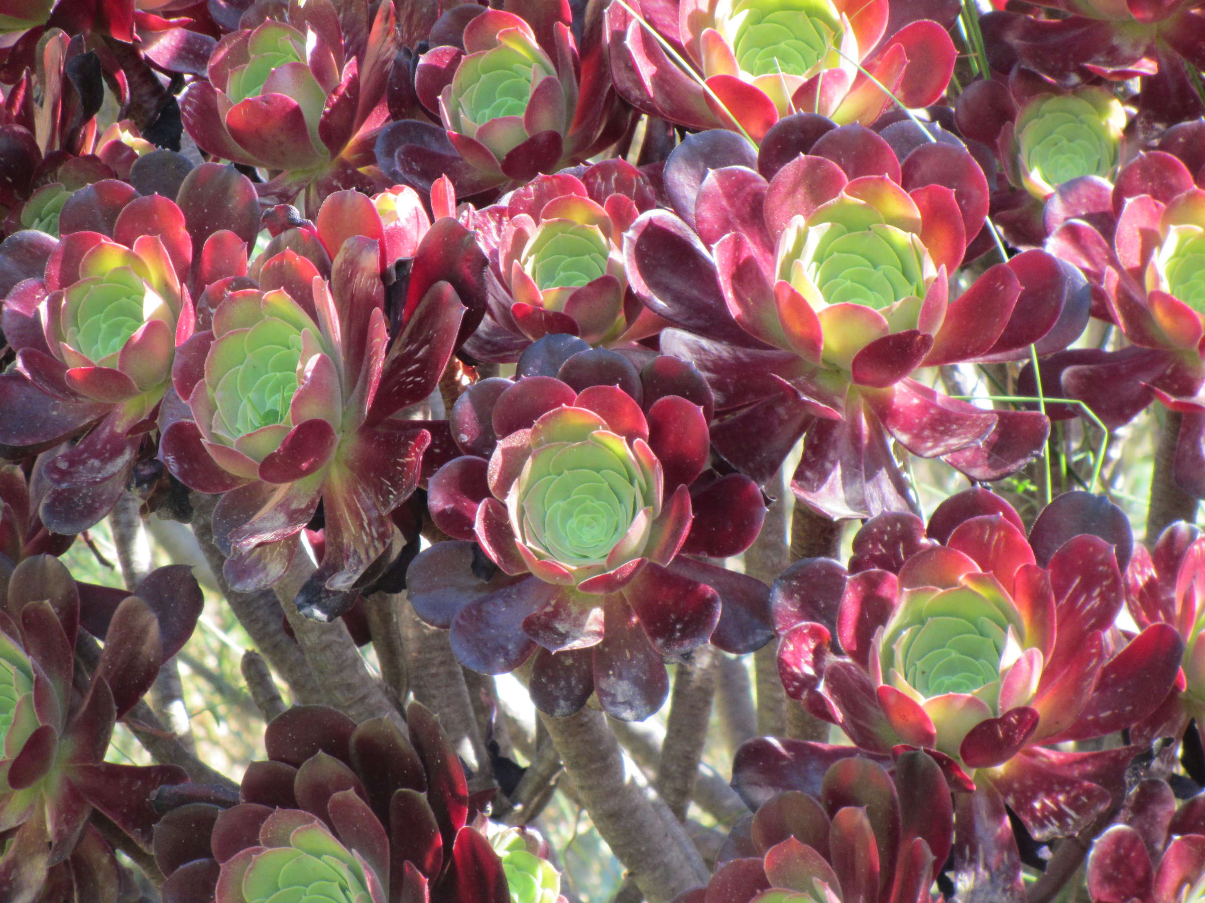 aeonium_arboreum7mv