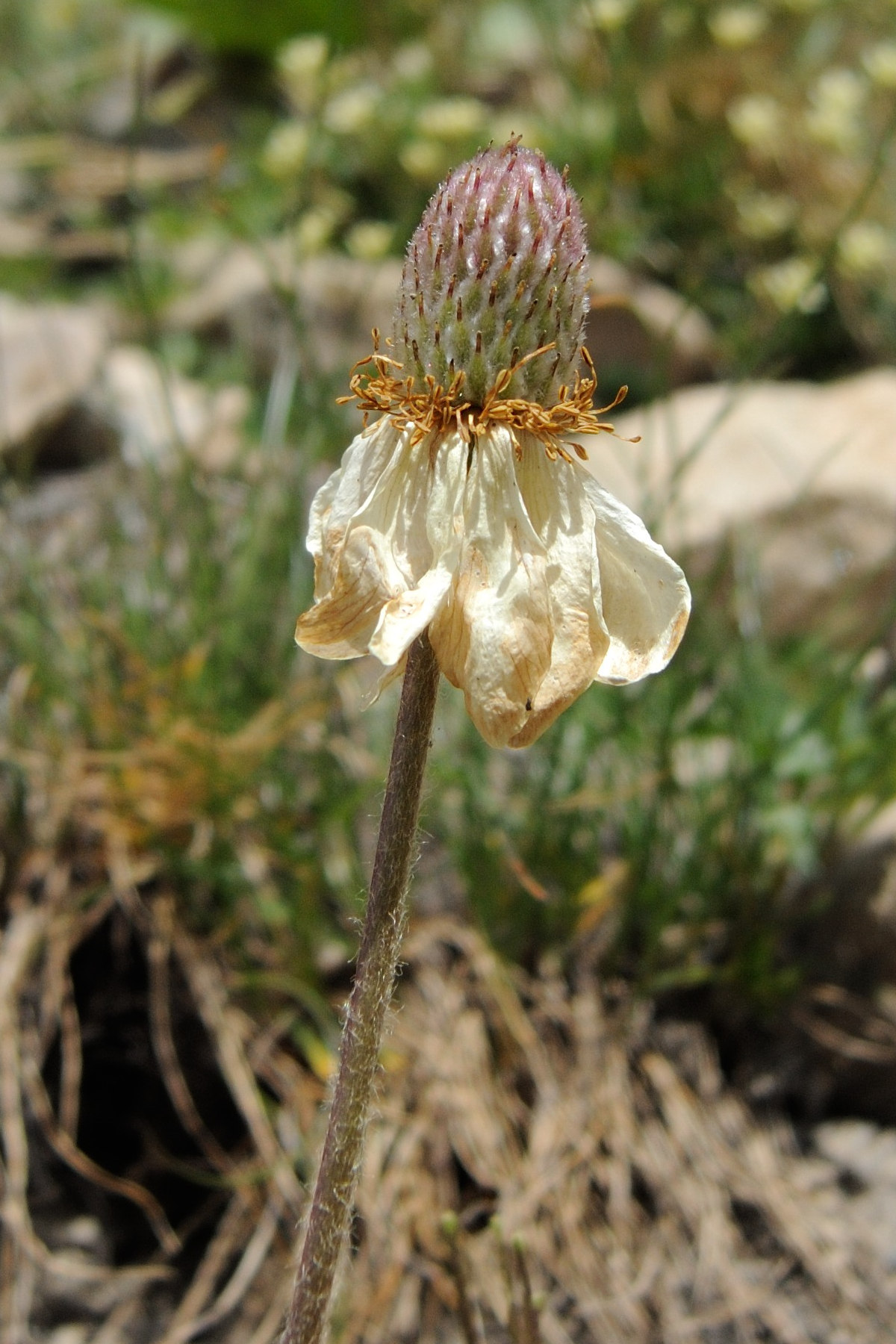 Afficher le média anemone_baldensis5md anemone_baldensis5md
