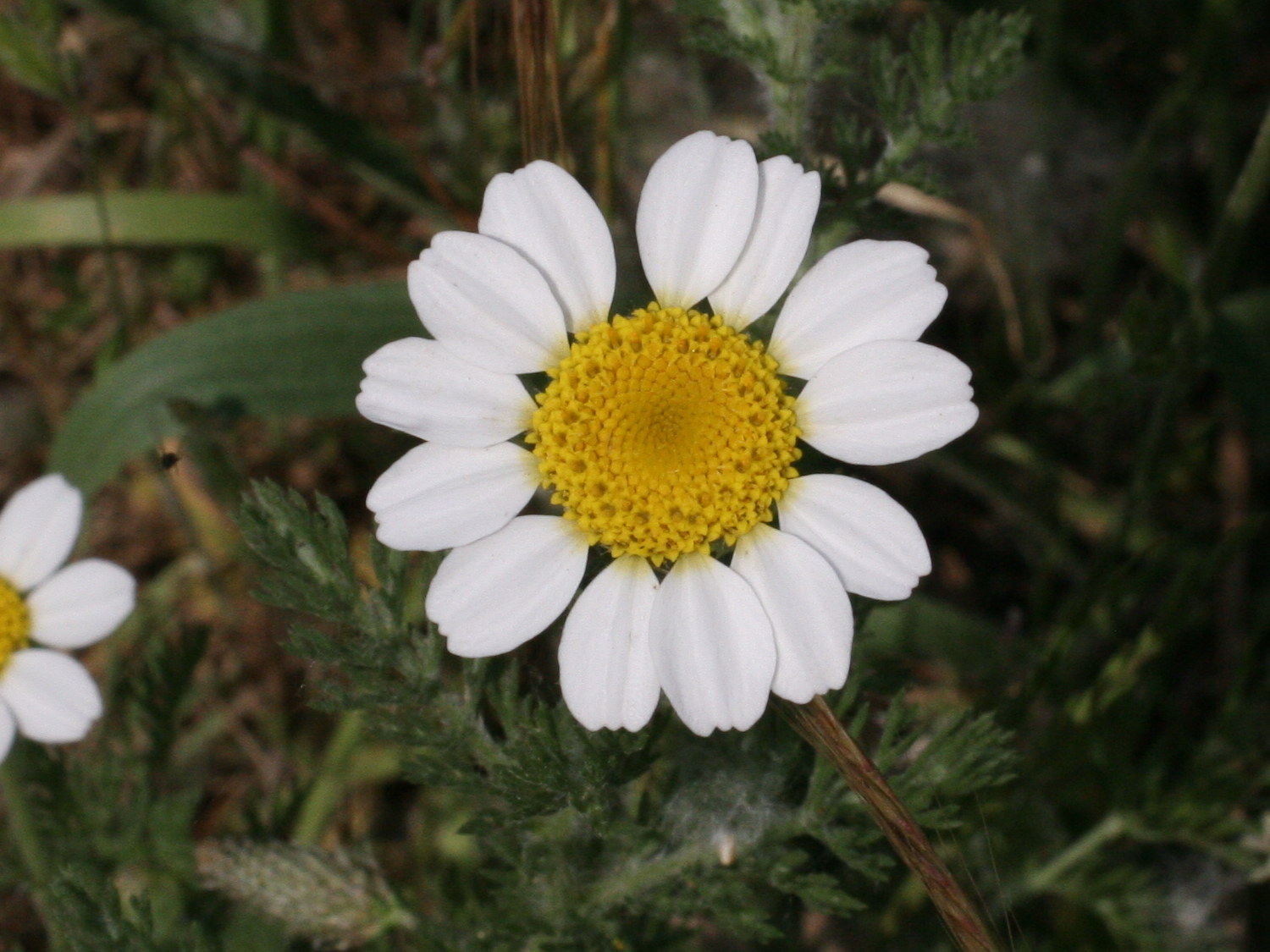 anthemis_arvensis1md