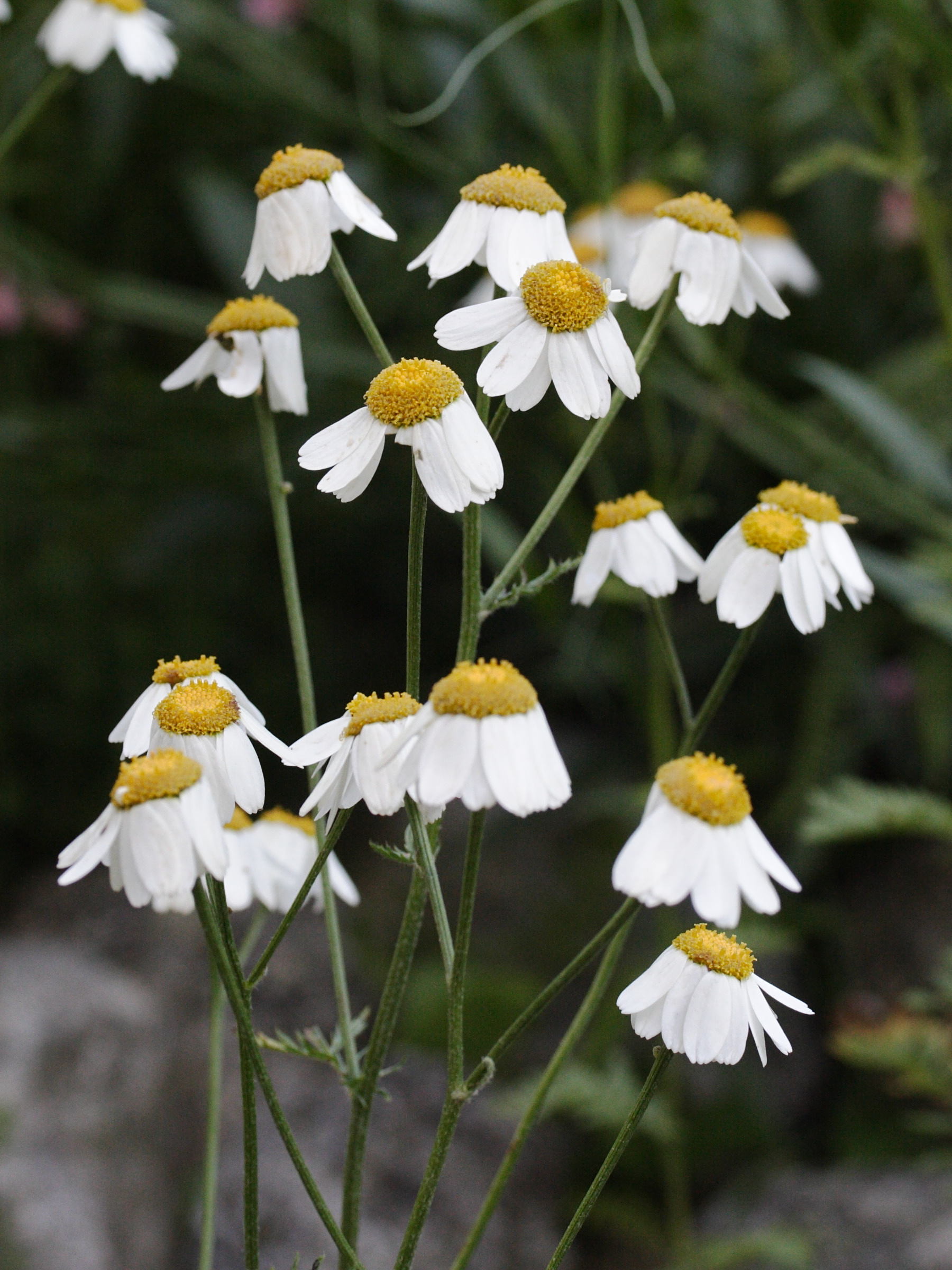 Afficher le média anthemis_triumfetti2md anthemis_triumfetti2md