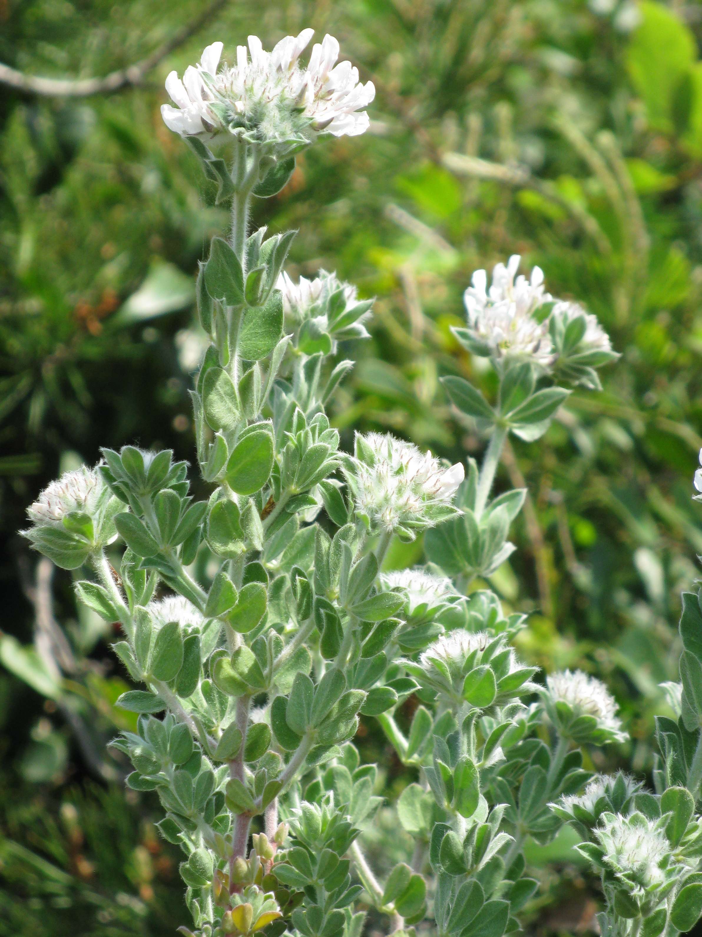 Afficher le média anthyllis_barba-jovis5mv anthyllis_barba-jovis5mv