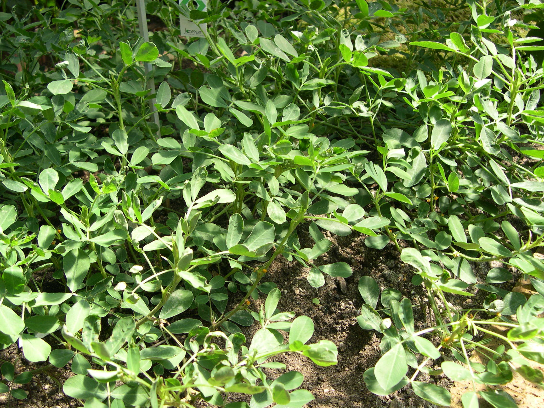 arachis_hypogaea2md