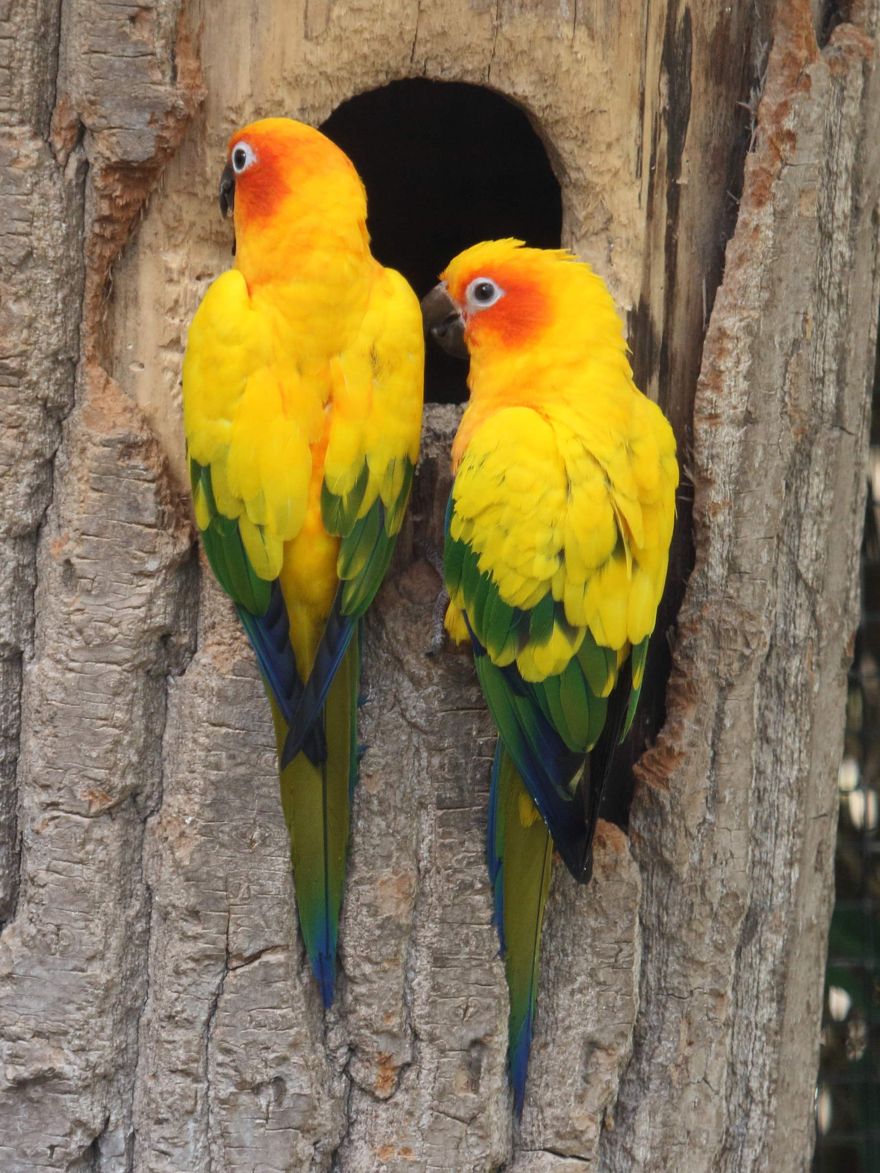 Aratinga_solstitialis