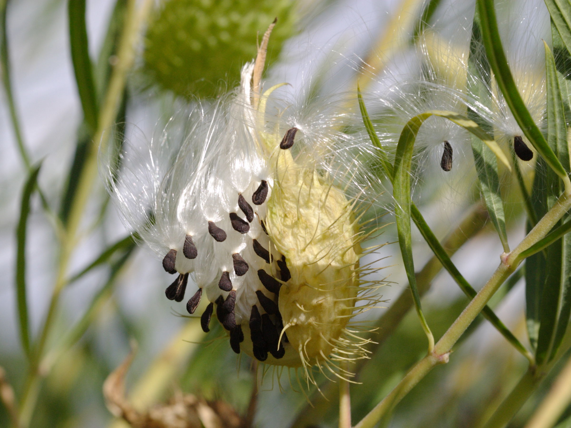 asclepias_fruticosus5bd