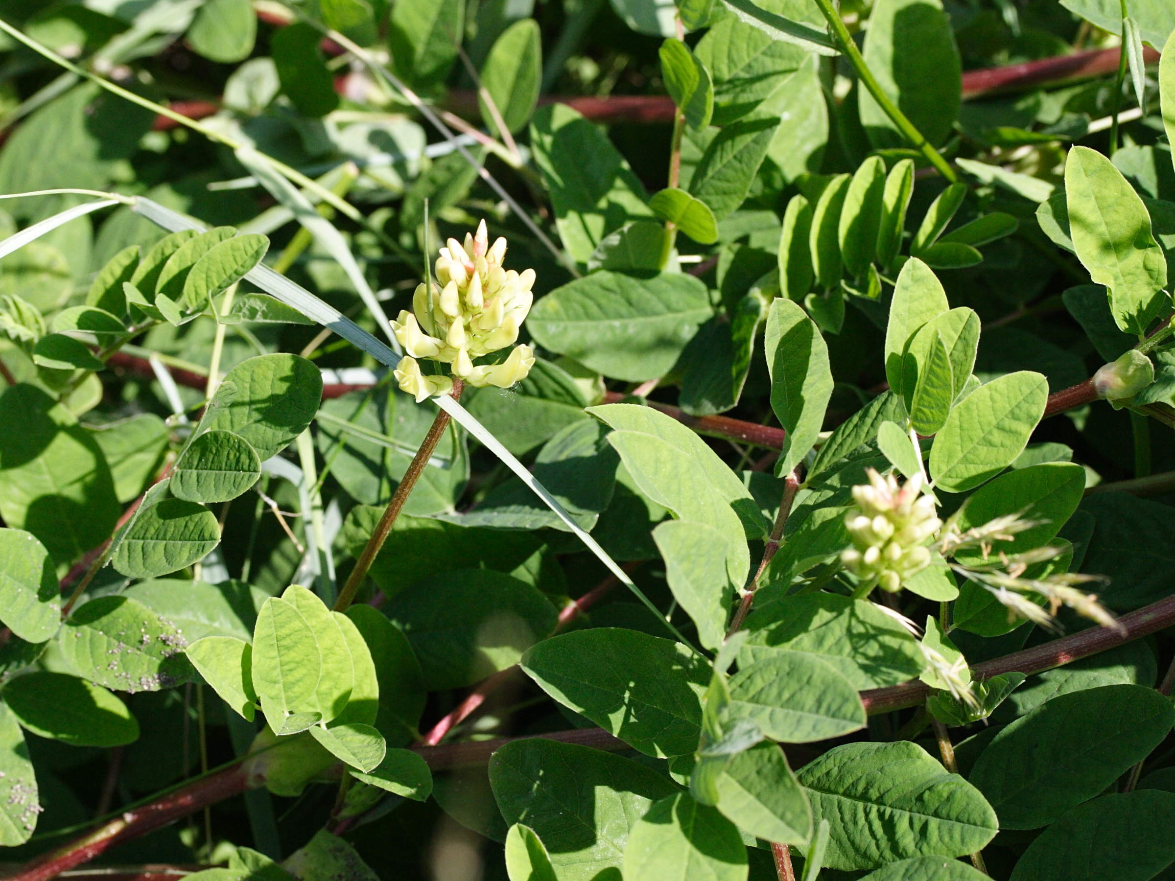 Afficher le média astragalus_glycyphyllos3md astragalus_glycyphyllos3md