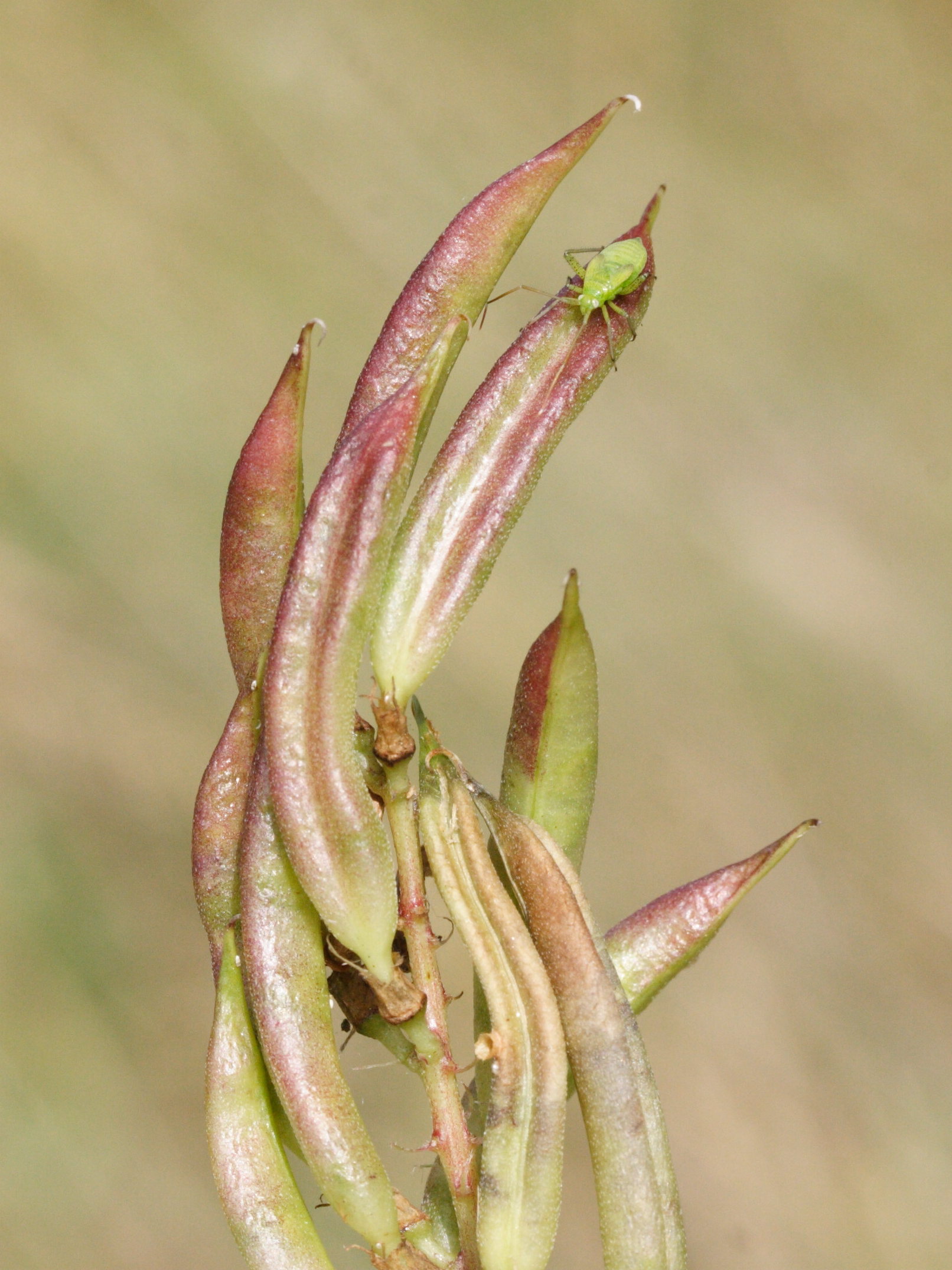 Afficher le média astragalus_glycyphyllos7md astragalus_glycyphyllos7md