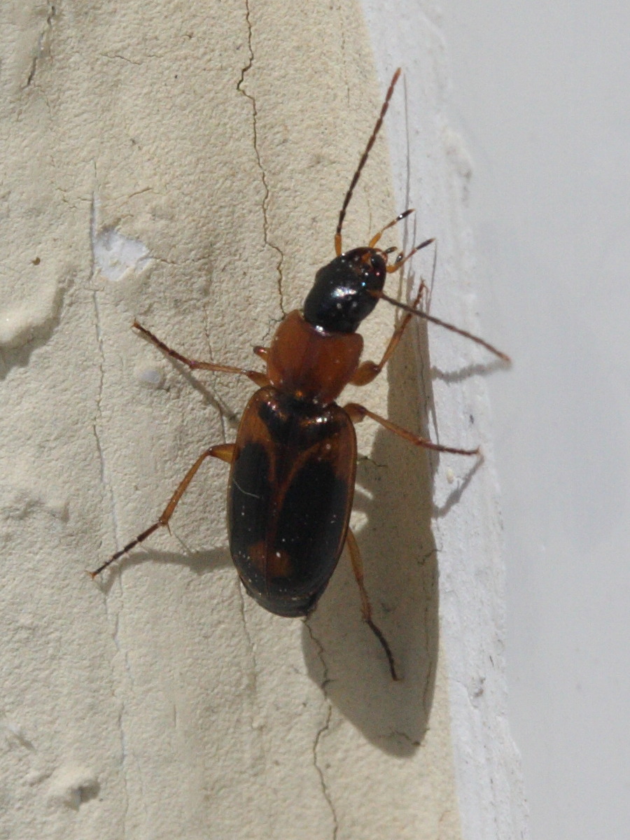 badister_bullatus1md