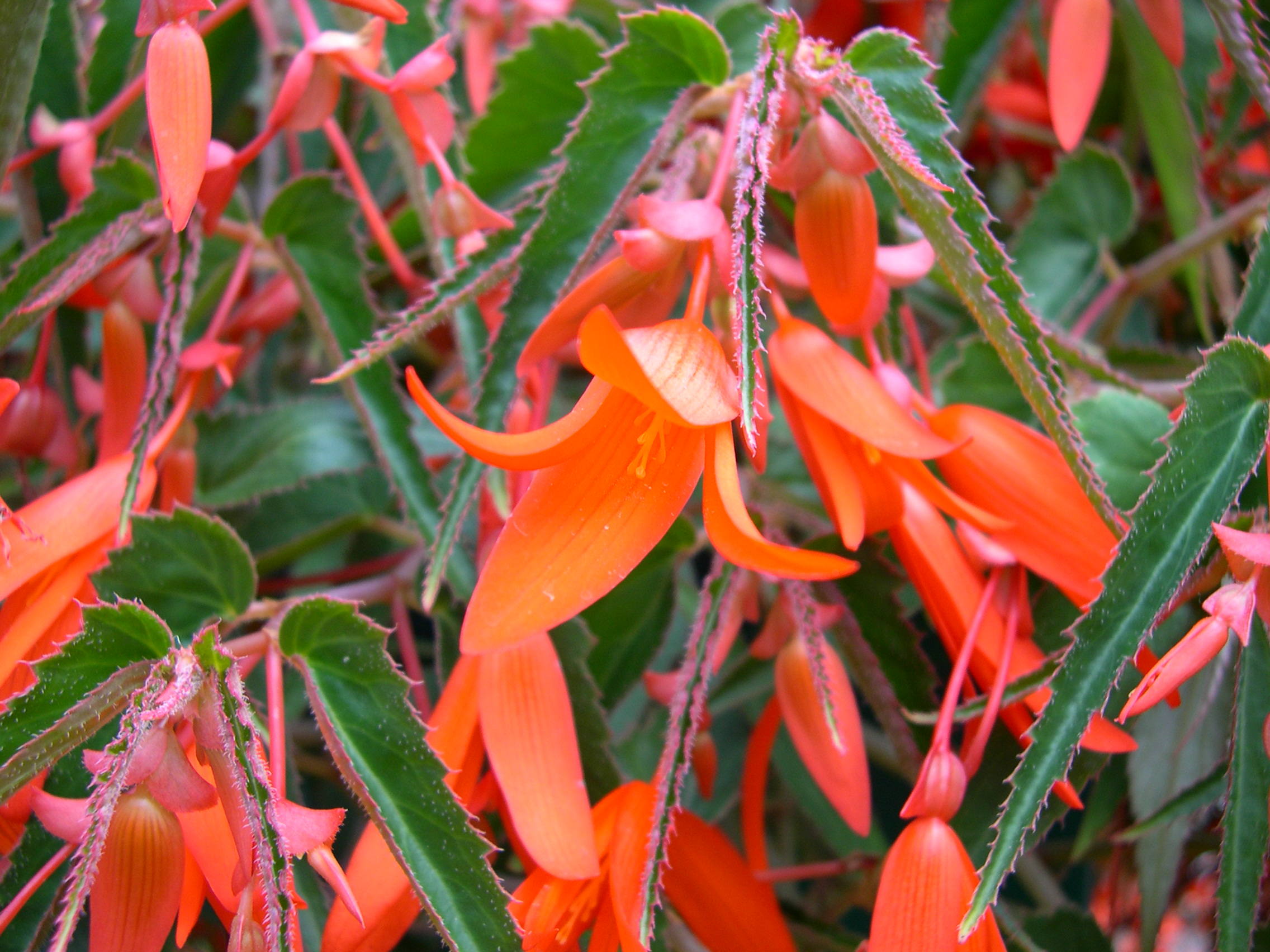 begonia_boliviensis2md