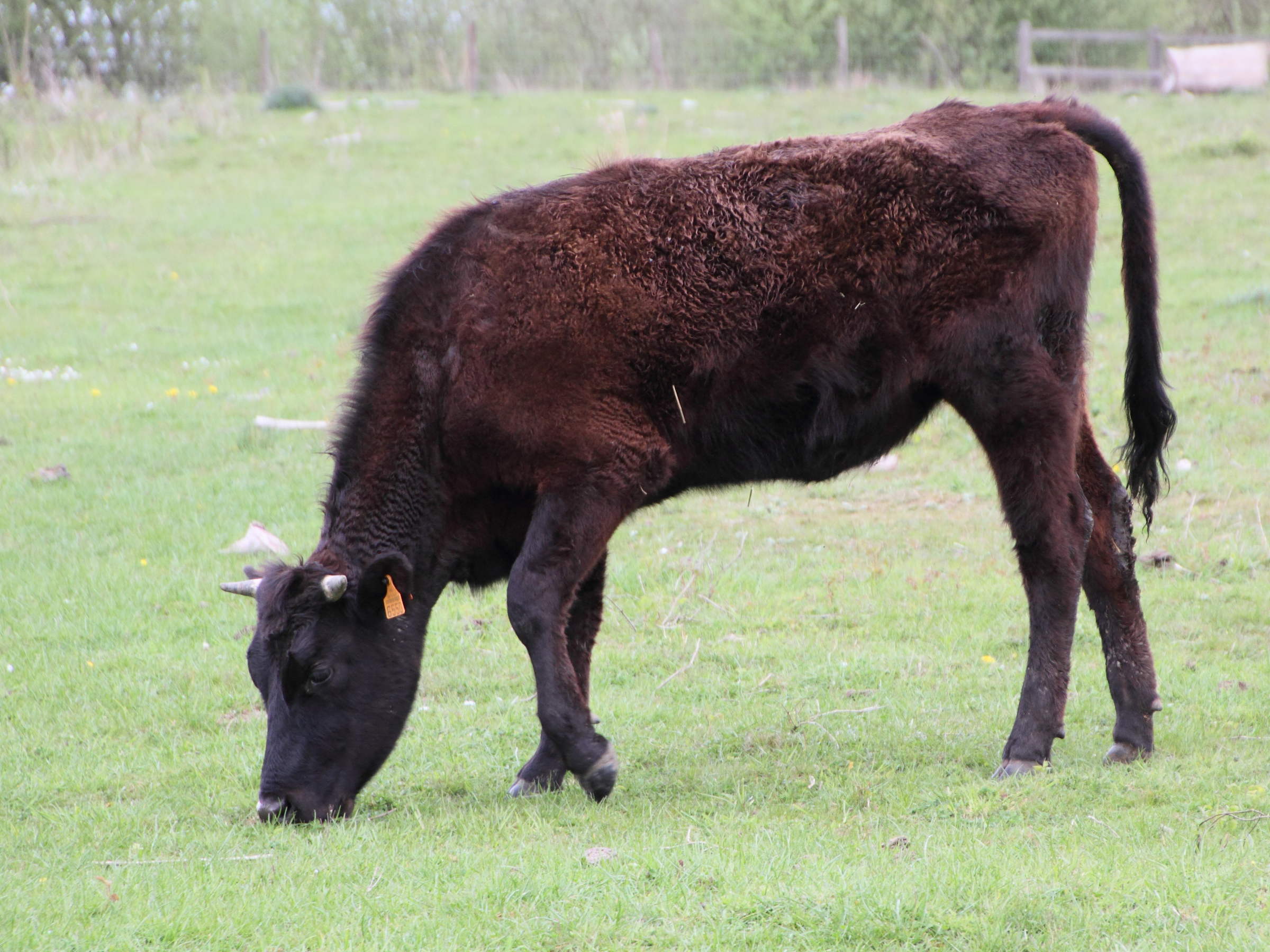 Afficher le média Bos_taurus (17) Bos_taurus (17)