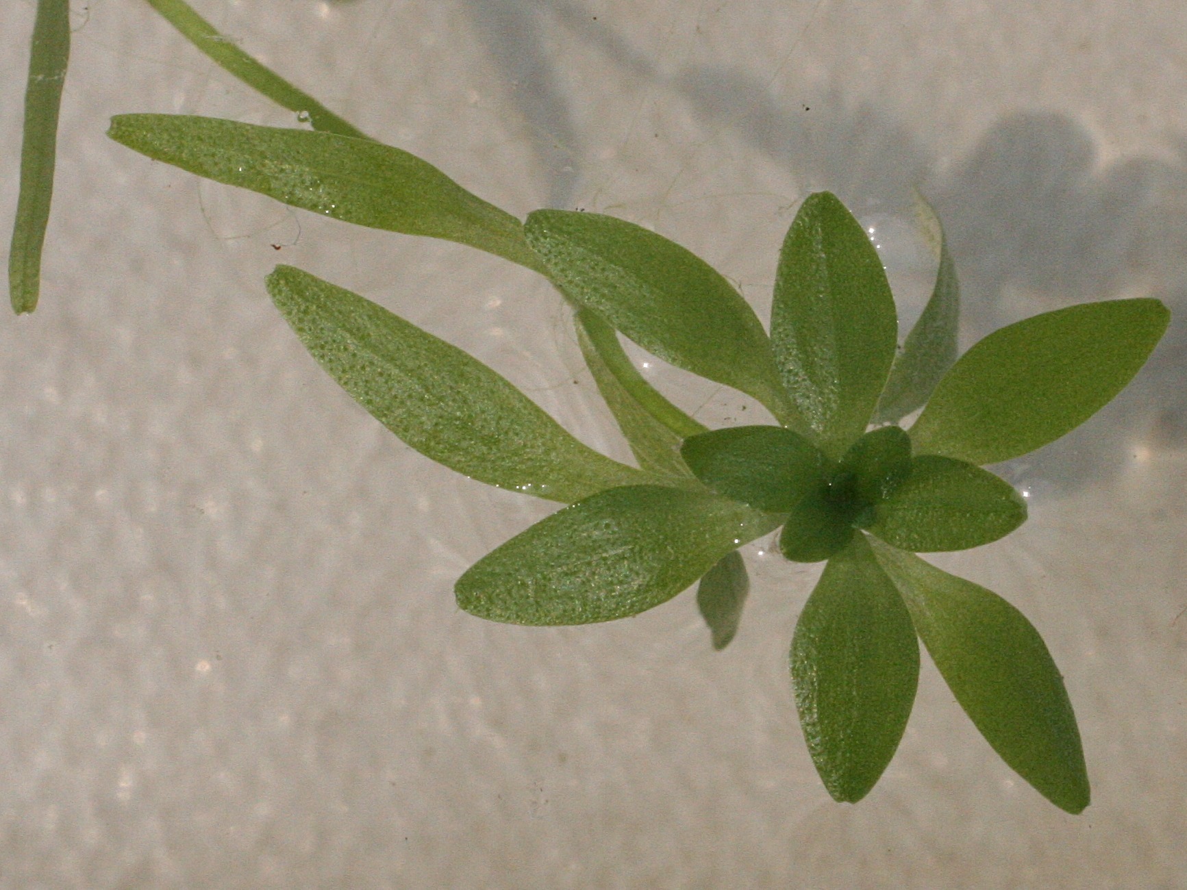 callitriche_hamulata1md