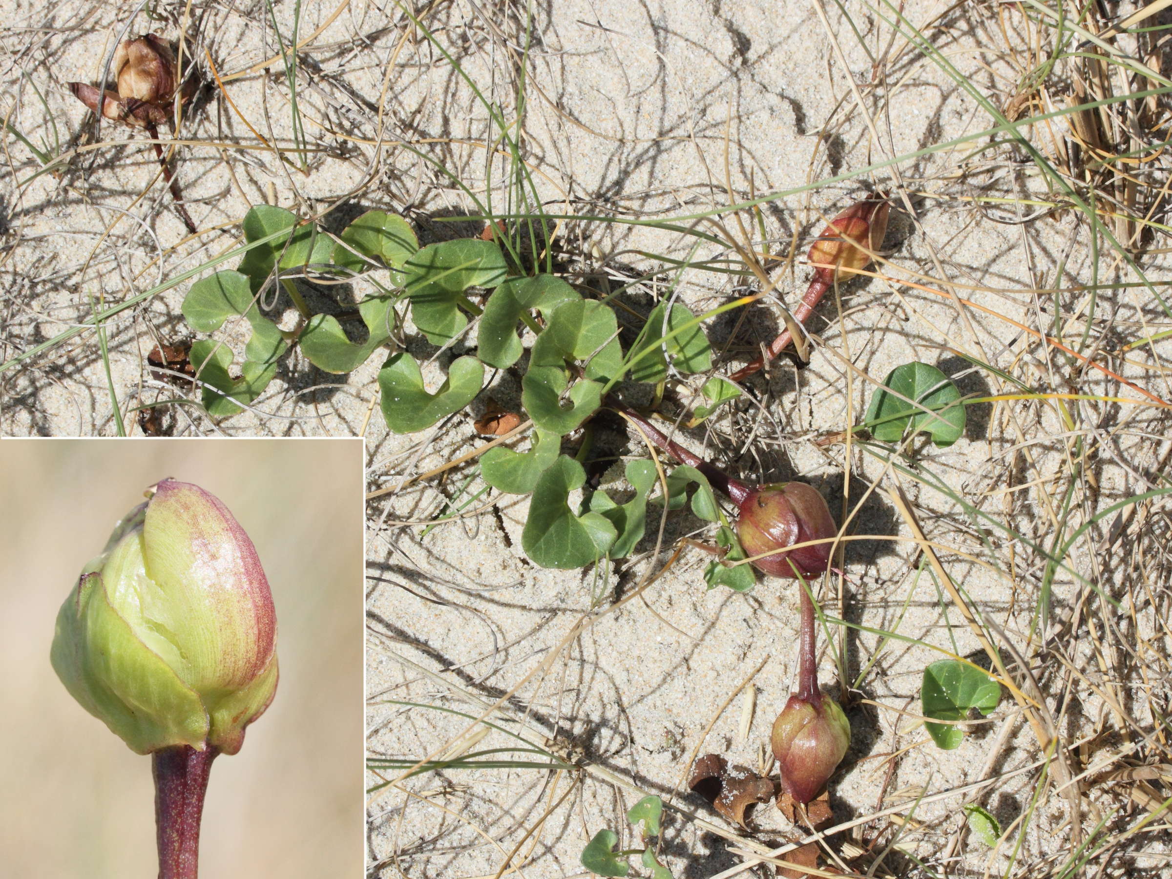Afficher le média calystegia_soldanella5md calystegia_soldanella5md