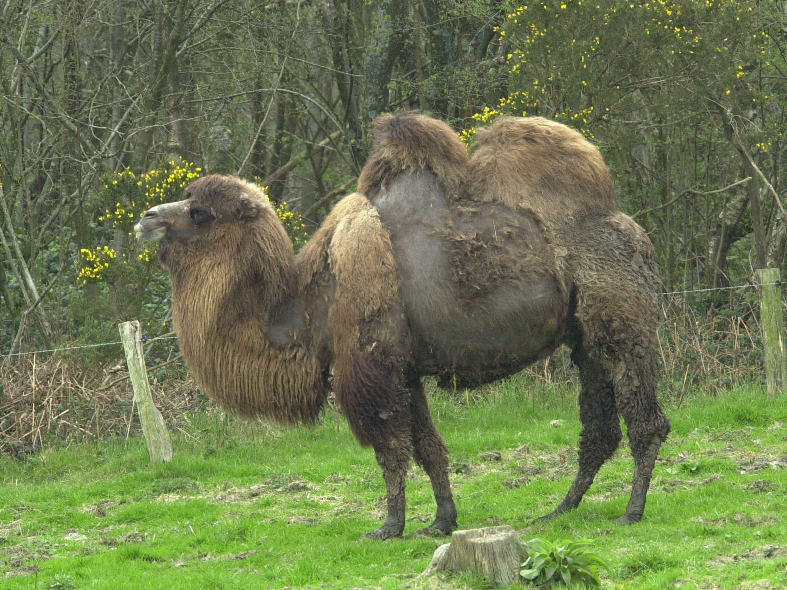 camelus_bactrianus1md