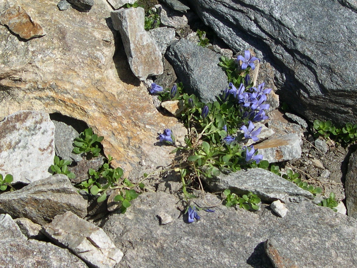 campanula_cenisia1md